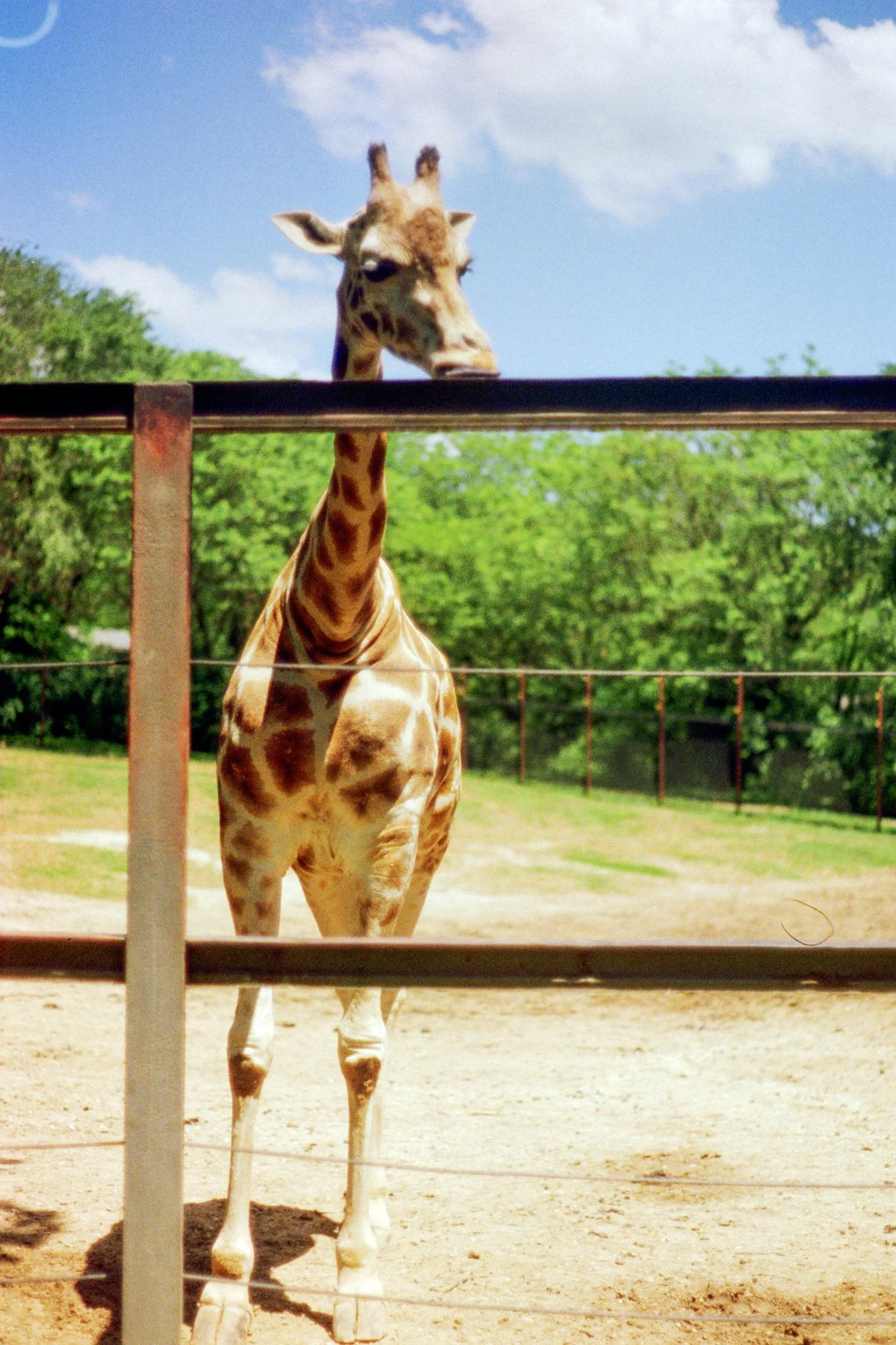 zoo-2017-13.jpg