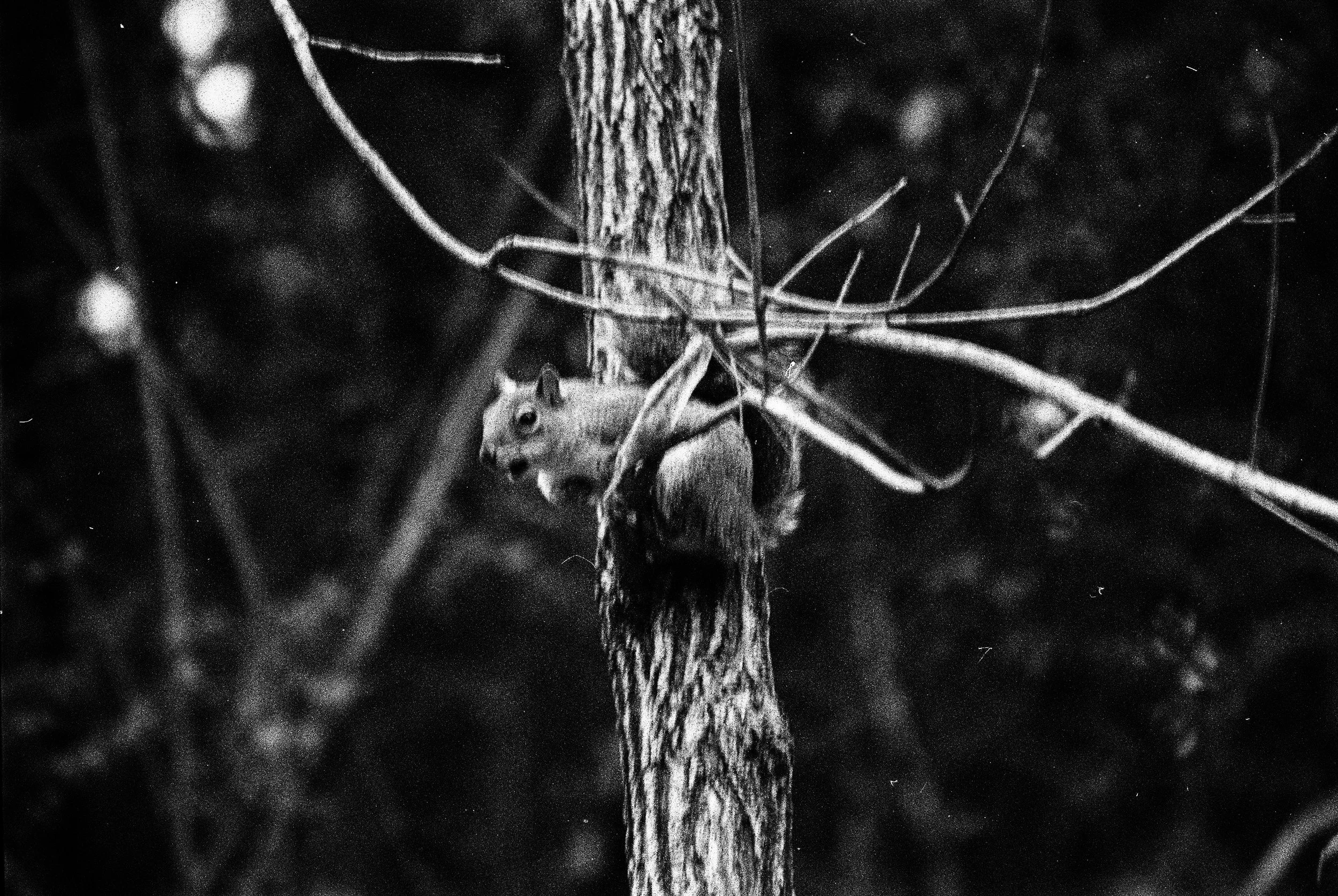 bbg-b&w-16.jpg