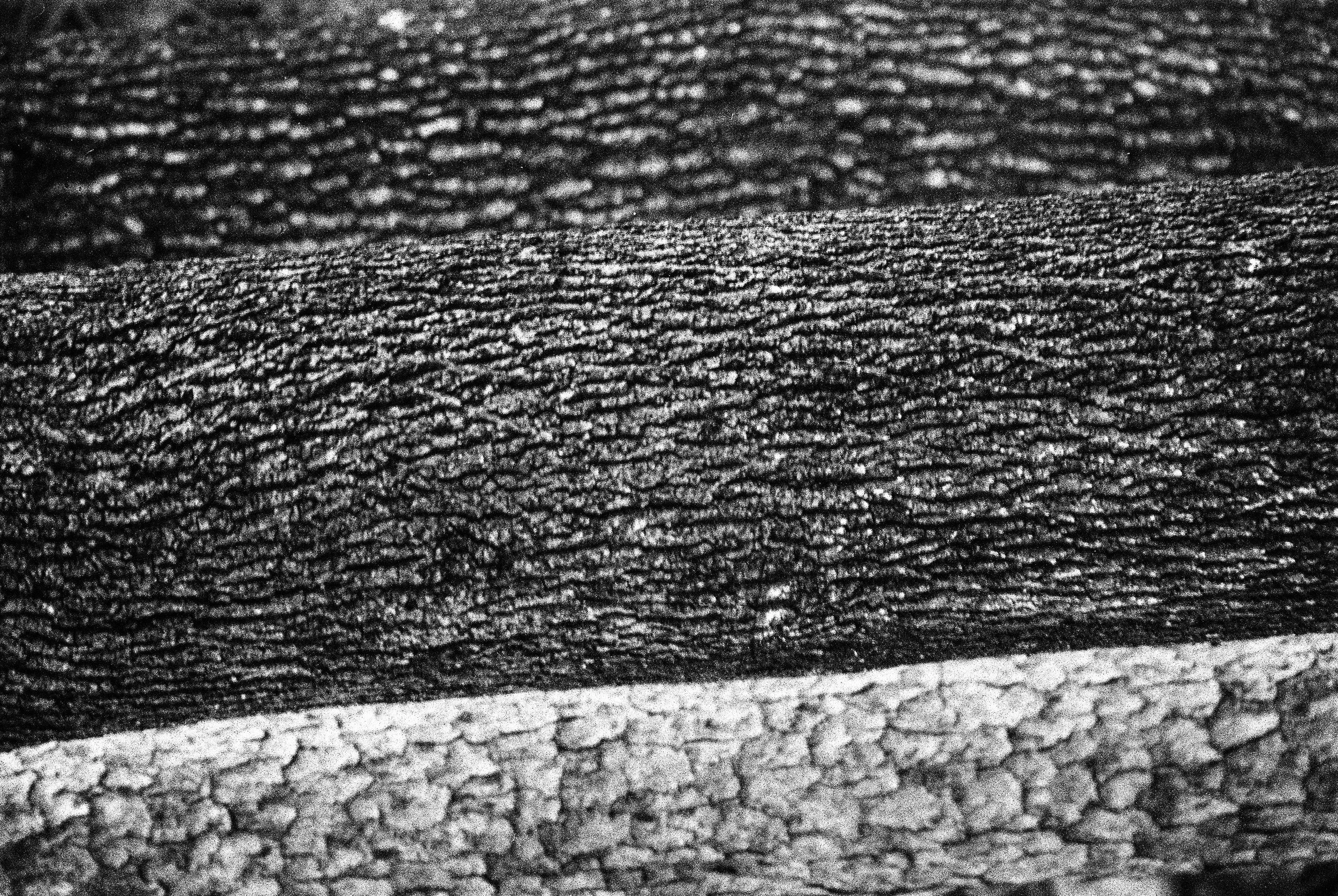 bbg-b&w-15.jpg