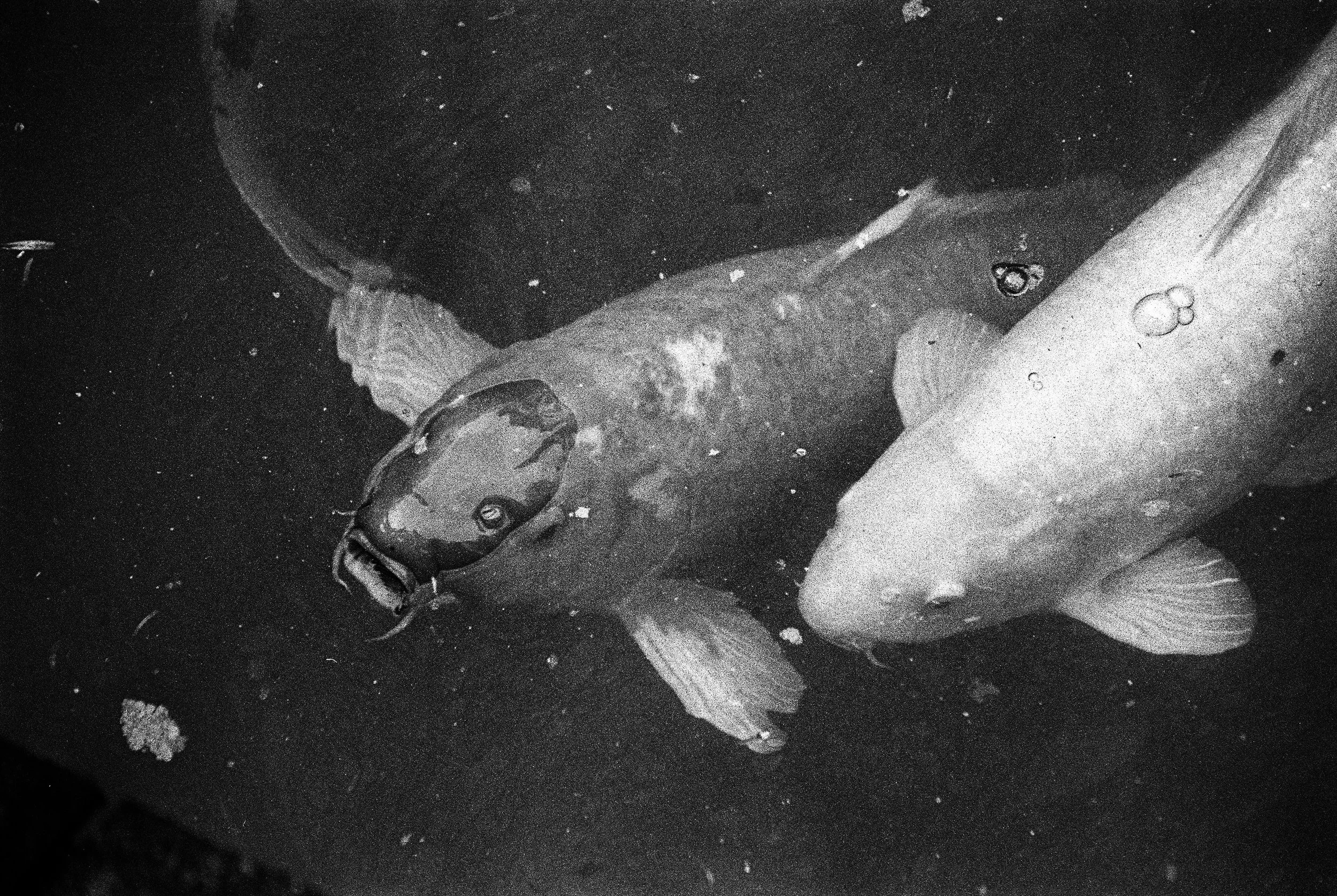 bbg-b&w-8.jpg