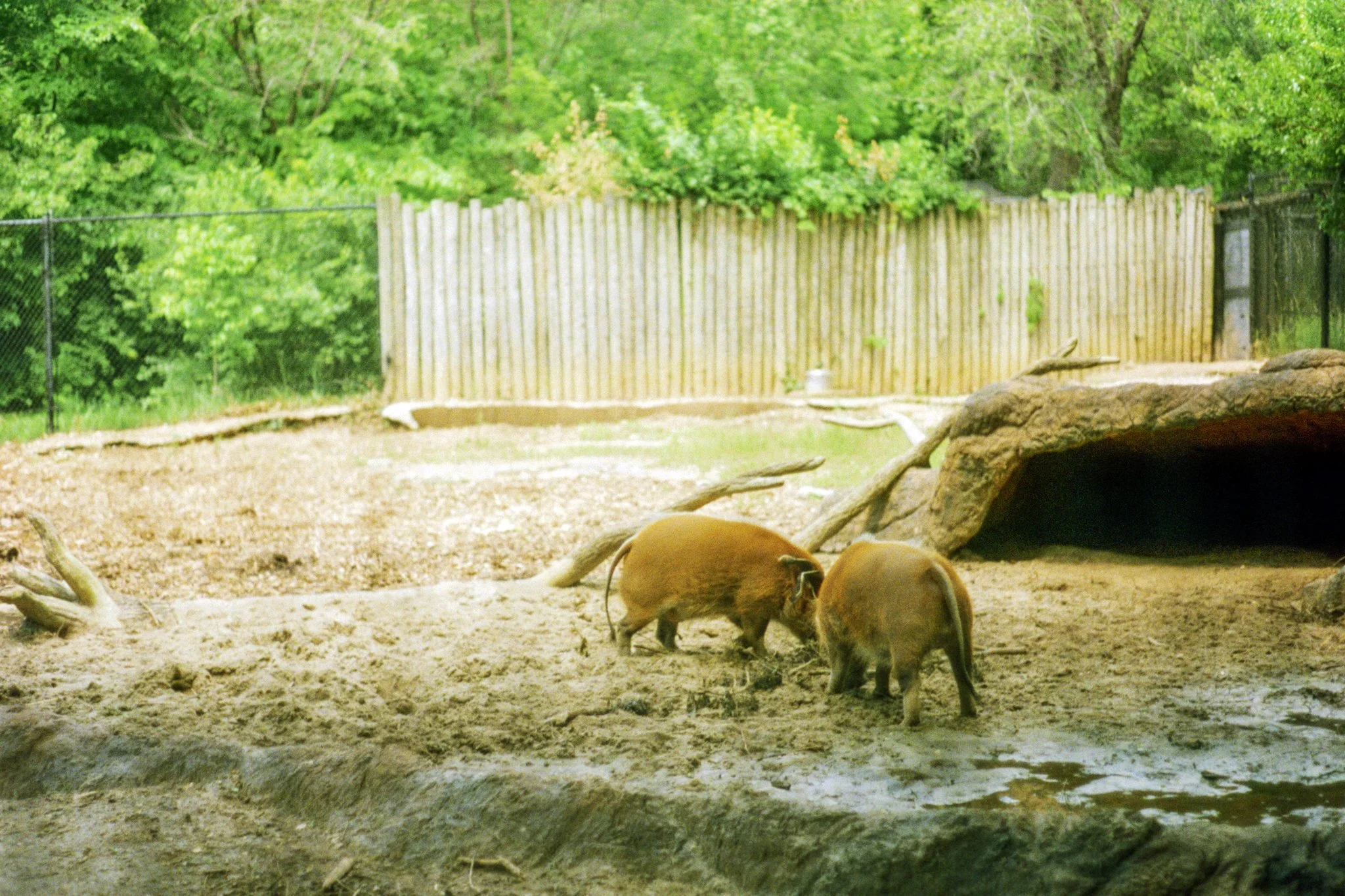 zoo-2017-07.jpg