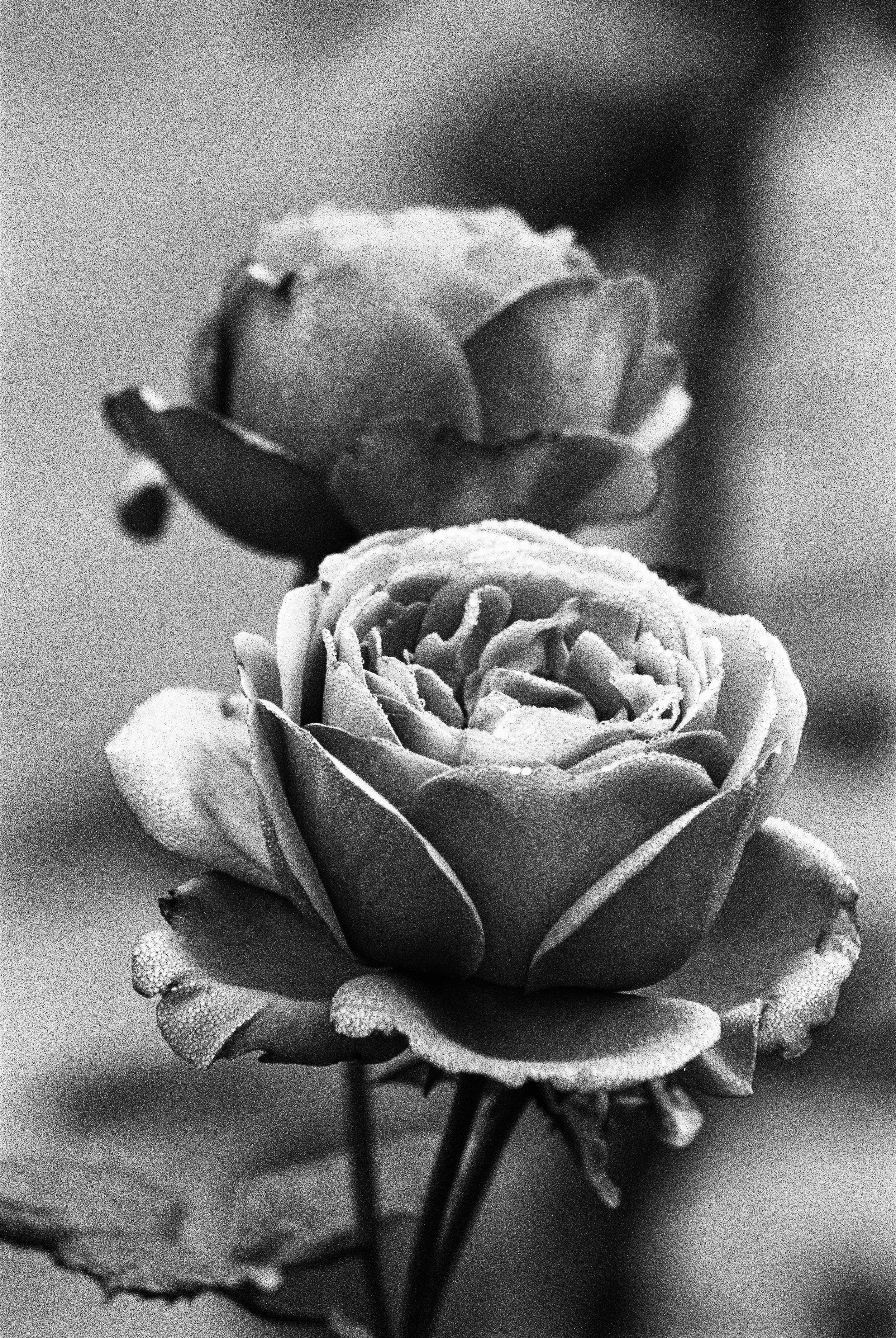bbg-b&w-19.jpg