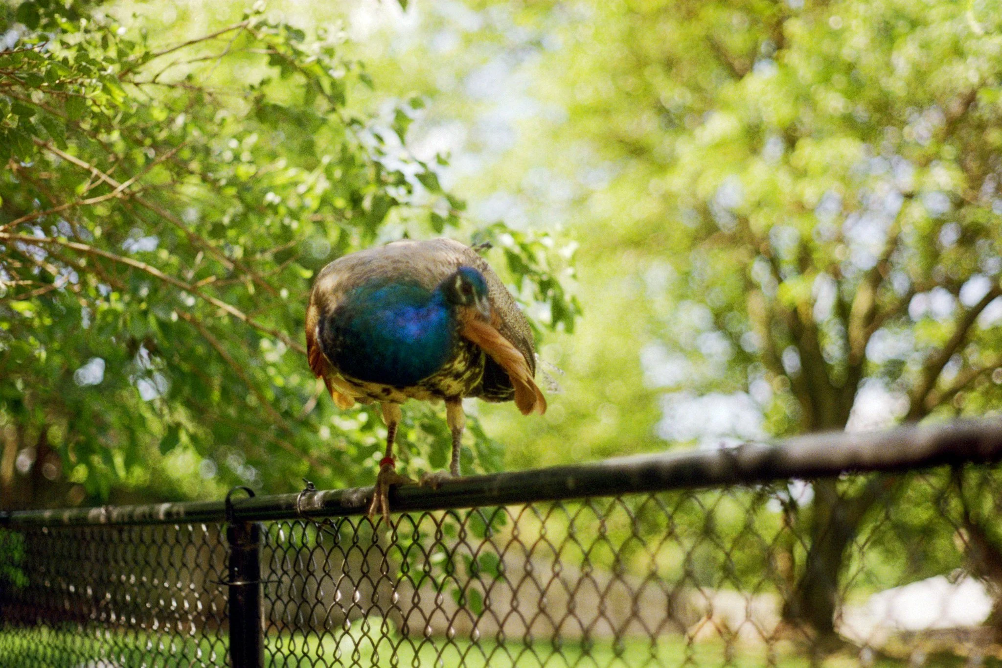 zoo-2017-21.jpg