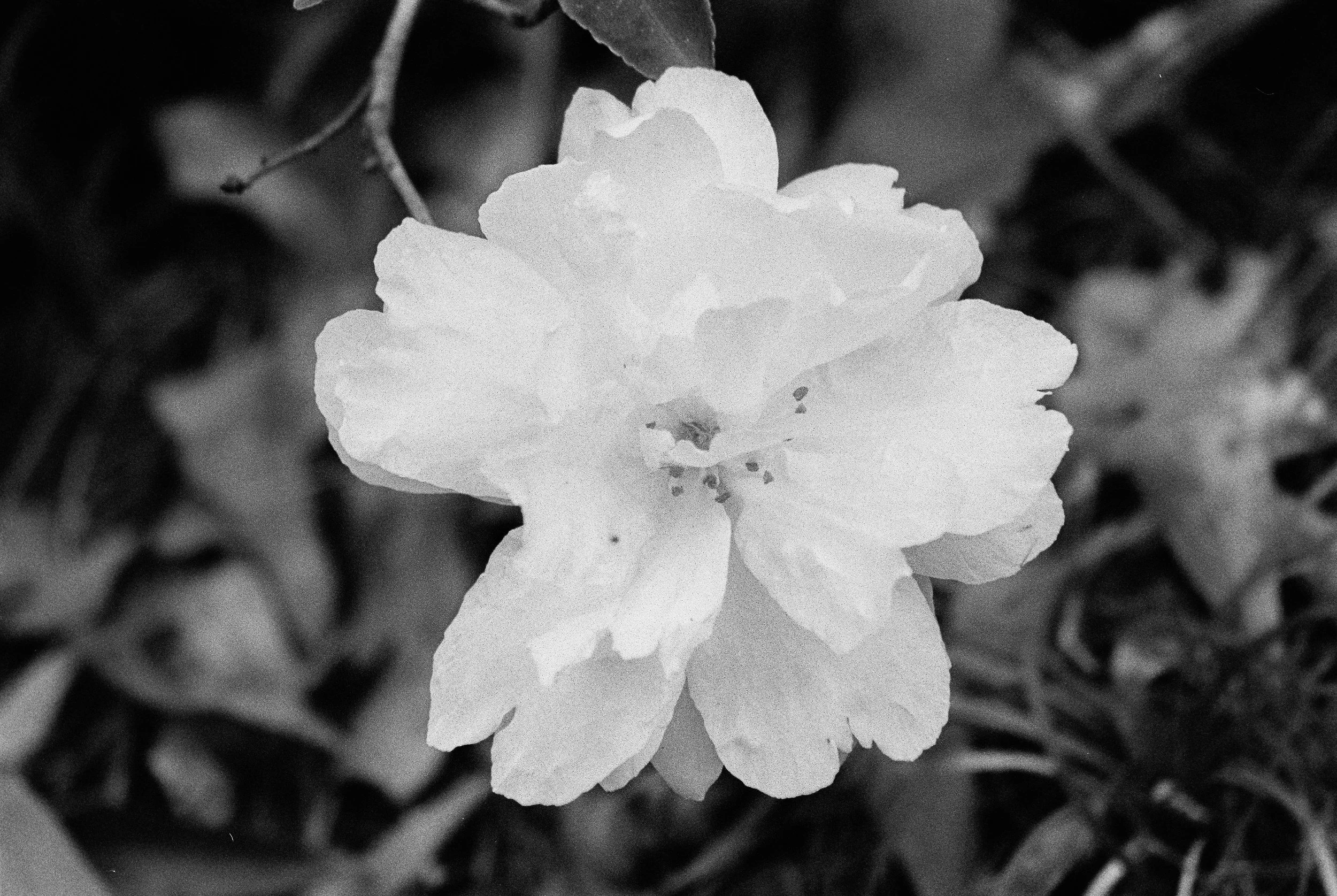 bbg-b&w-3.jpg