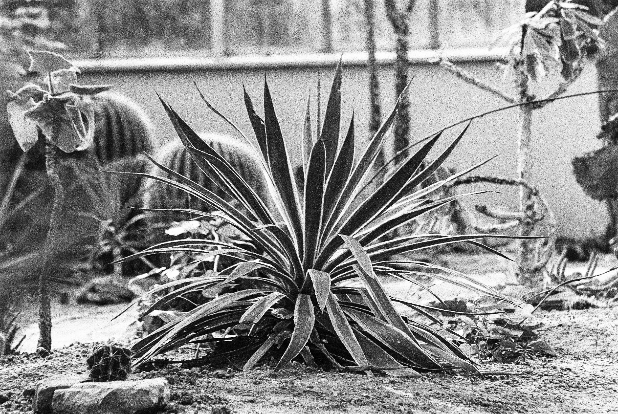 bbg-b&w-1.jpg