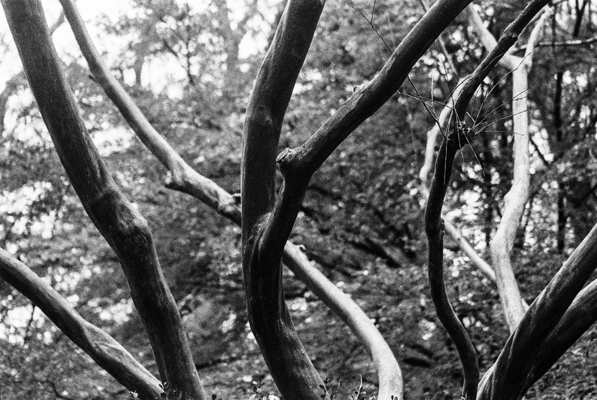 bbg (b&w) - 2021