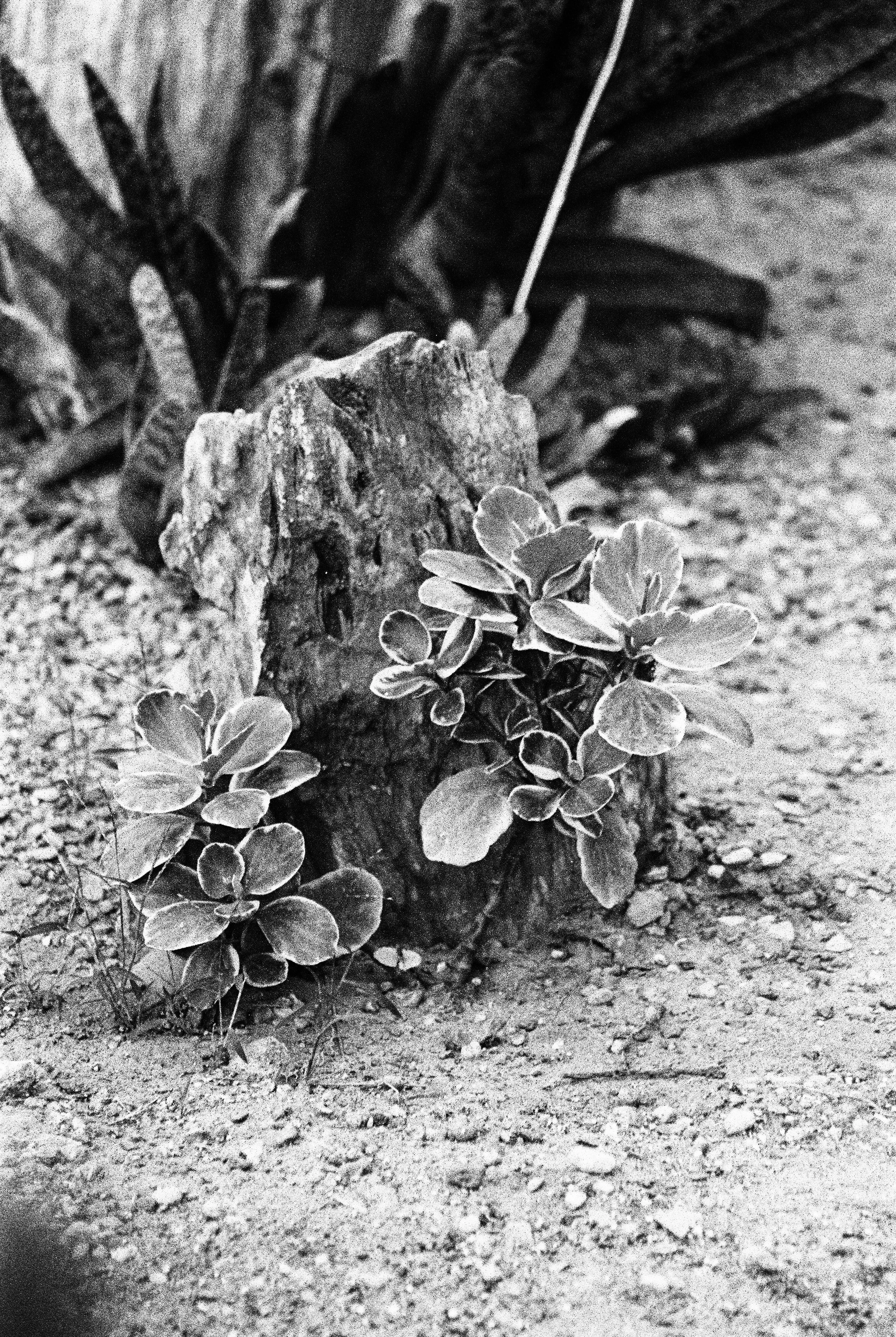 bbg-b&w-22.jpg