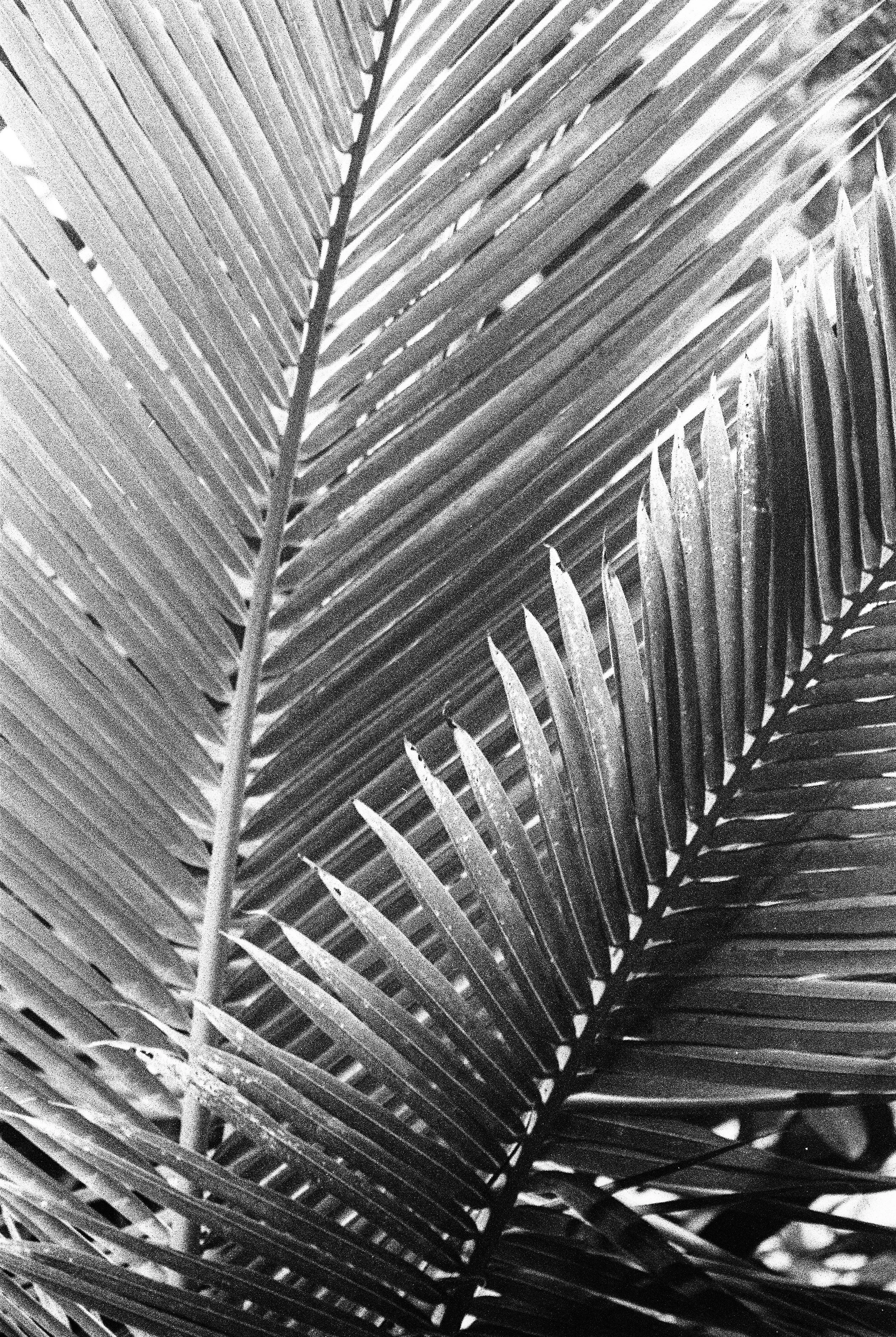 bbg-b&w-21.jpg