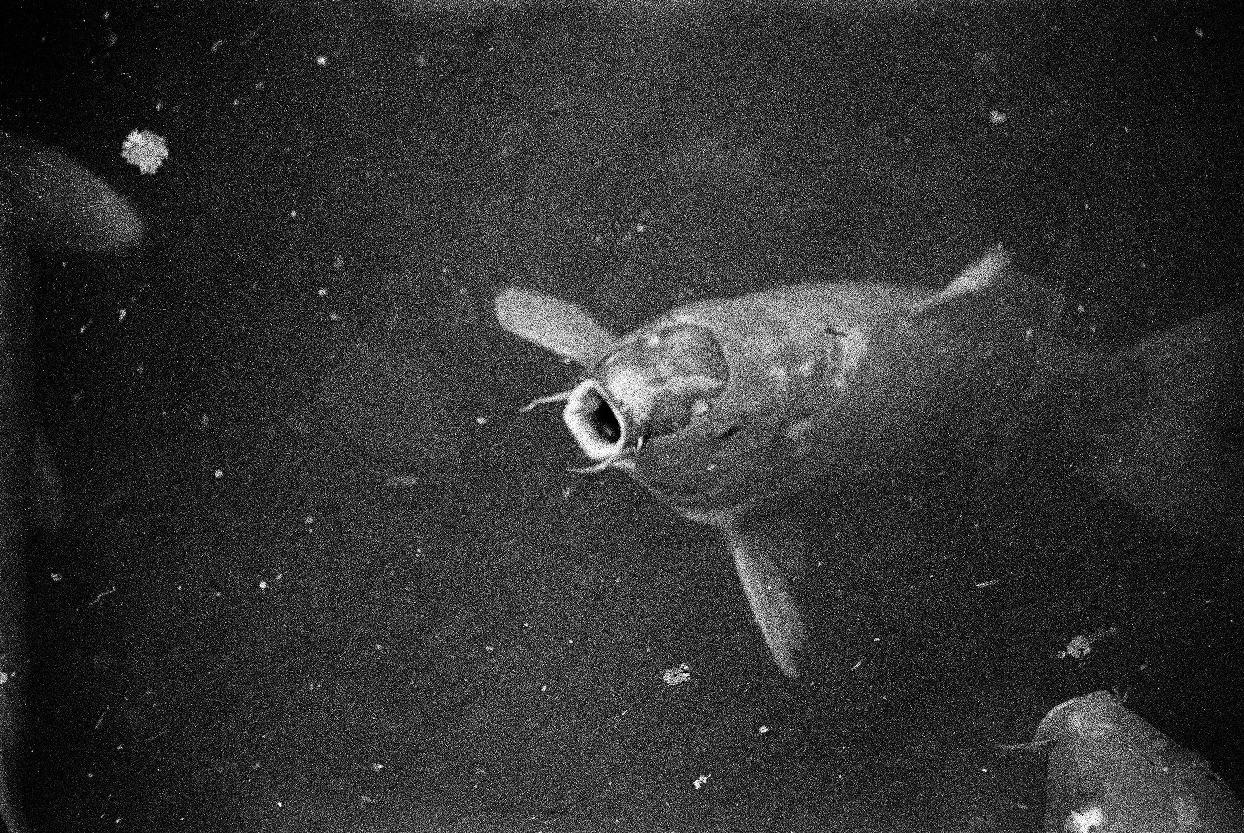 bbg-b&w-9.jpg