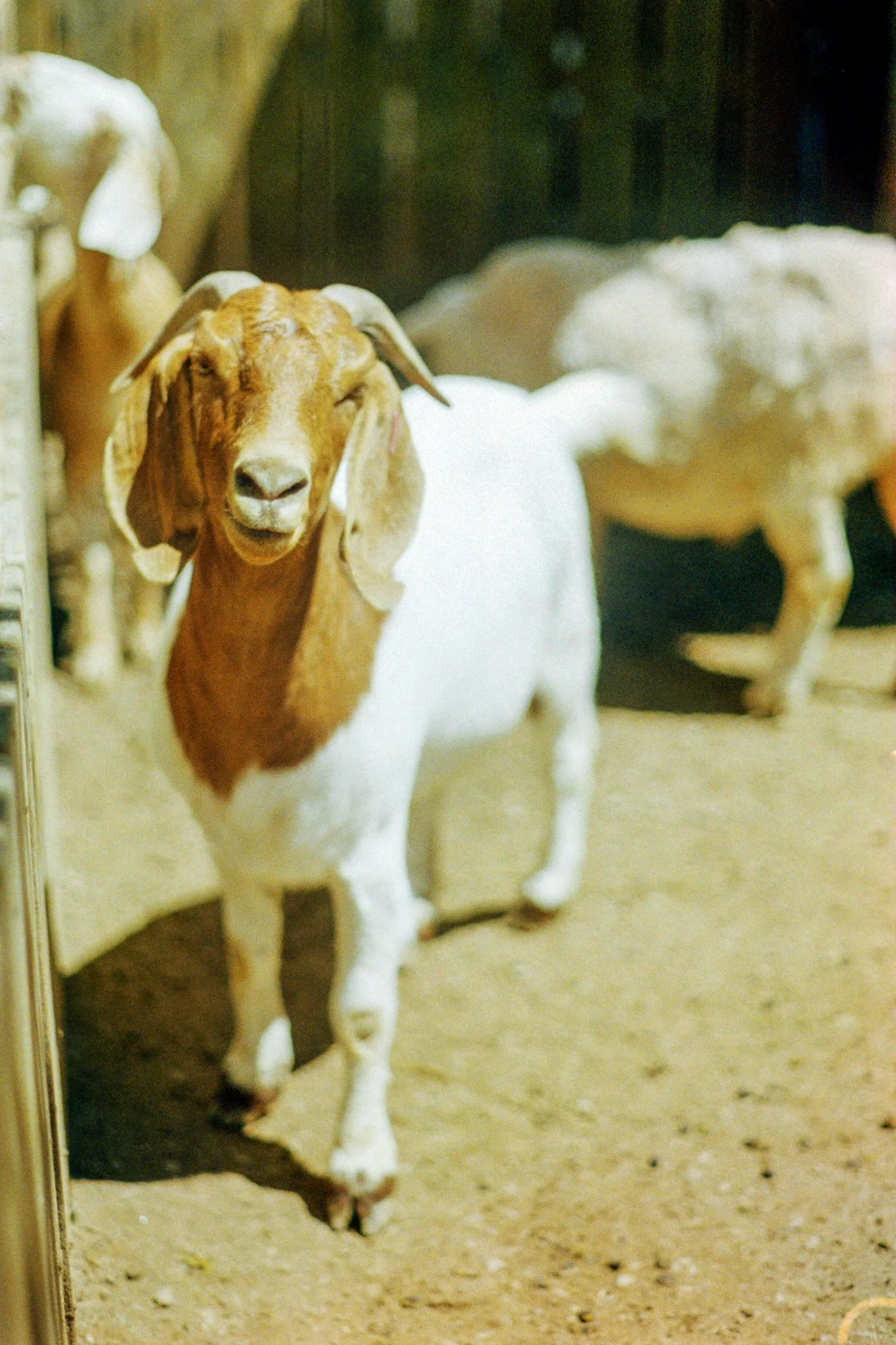 zoo-2017-15.jpg