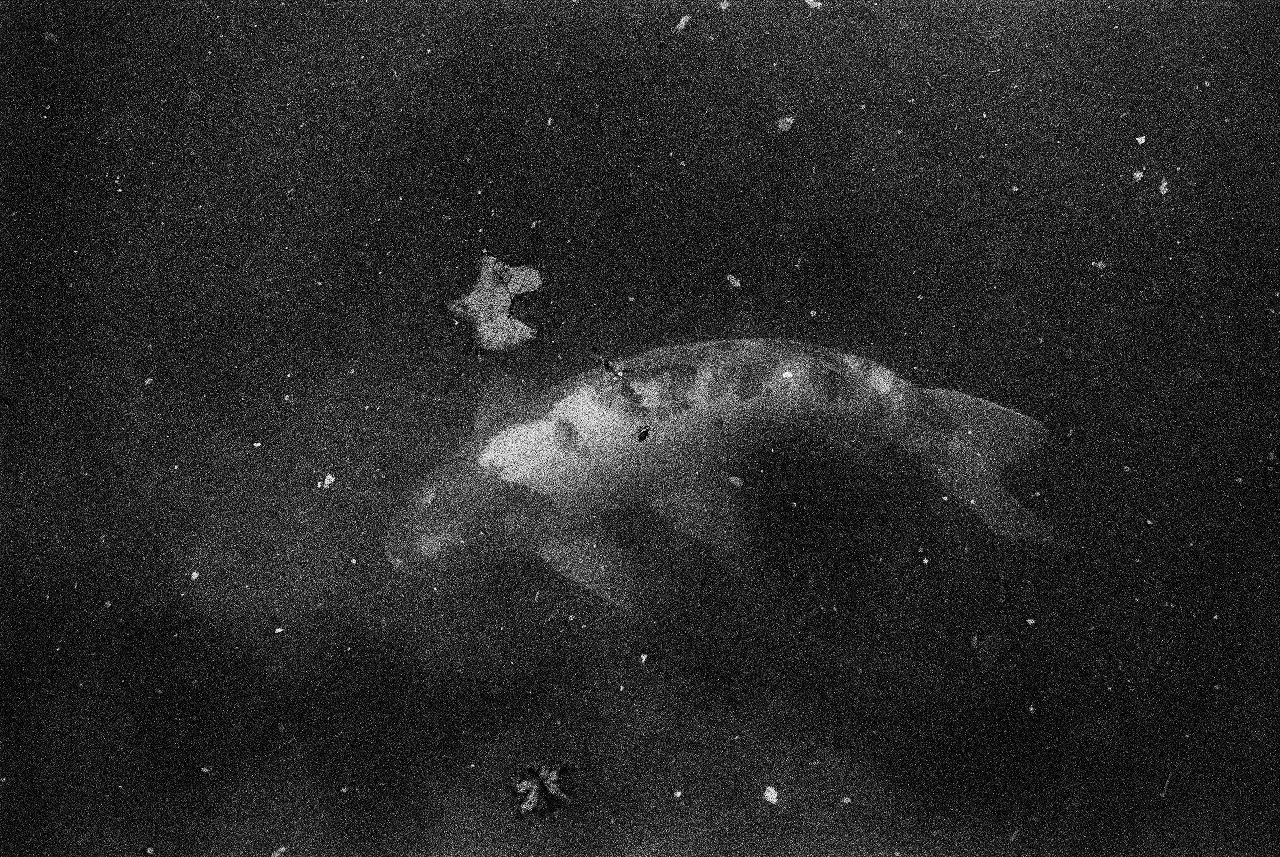 bbg-b&w-12.jpg