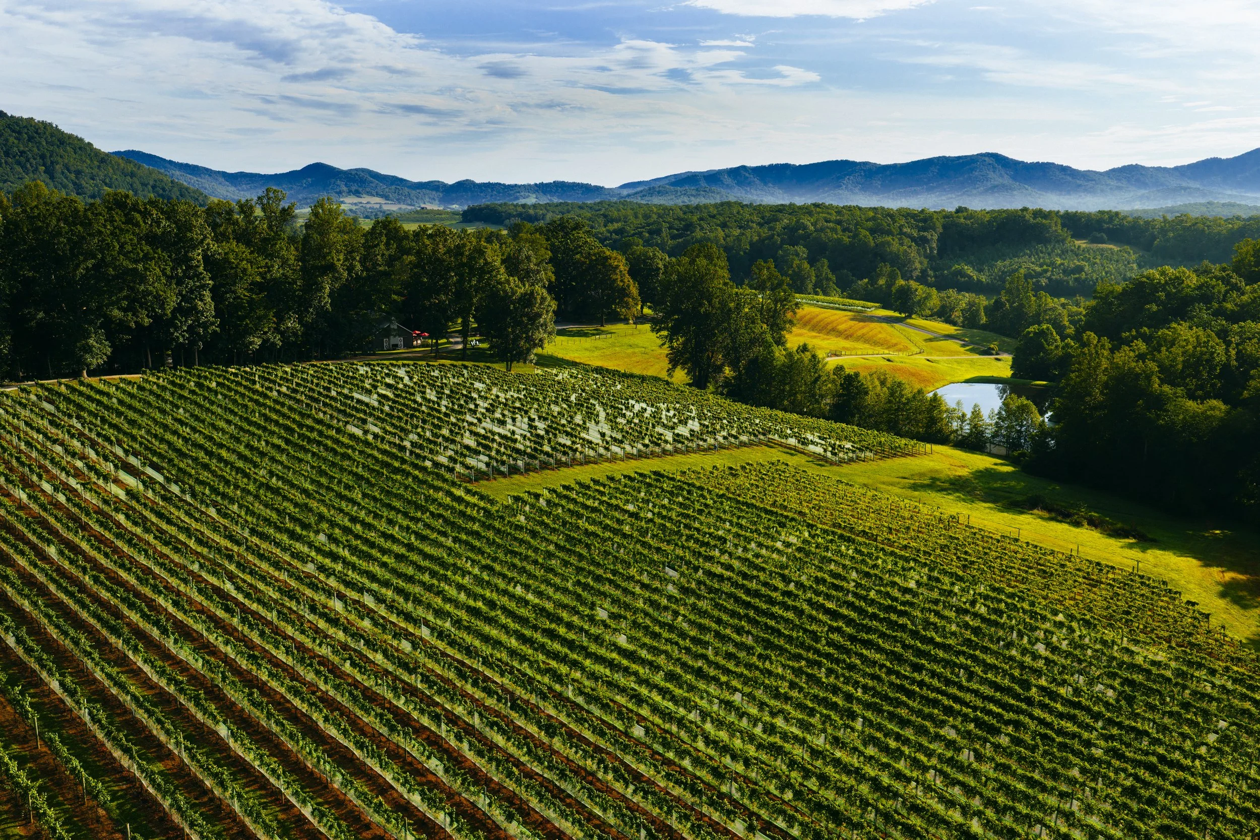 VA WINE - DRONE - 9.jpg