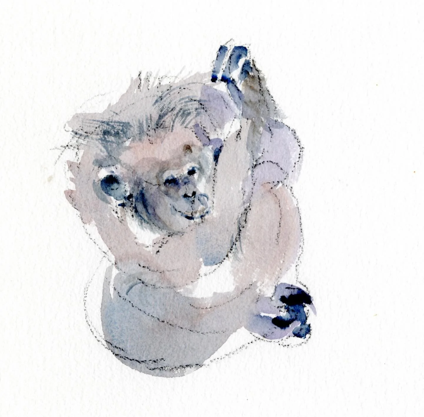 With unending gratitude to @janegoodallinst for her seminal message that we are family. Thanks to @betsyliveshere for bringing me to @blackbeautyranch over 20 years ago where I met these three chimpanzees. Kitty, in the first scan, who was wild caugh