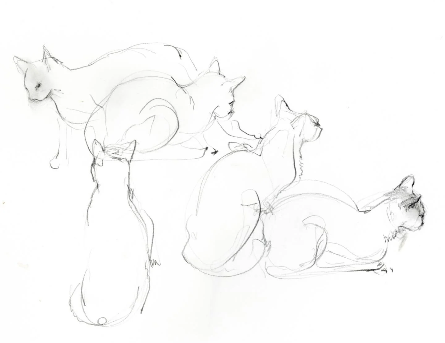 Sammy Davis, Jr. on the kitchen table.  In between stirring dinner goods. Reminded to sketch the cats by @marla_morgan and always Alexander Calder. #brocollirabe #vegetablesoup #pencil_sketch #oldcatwelove