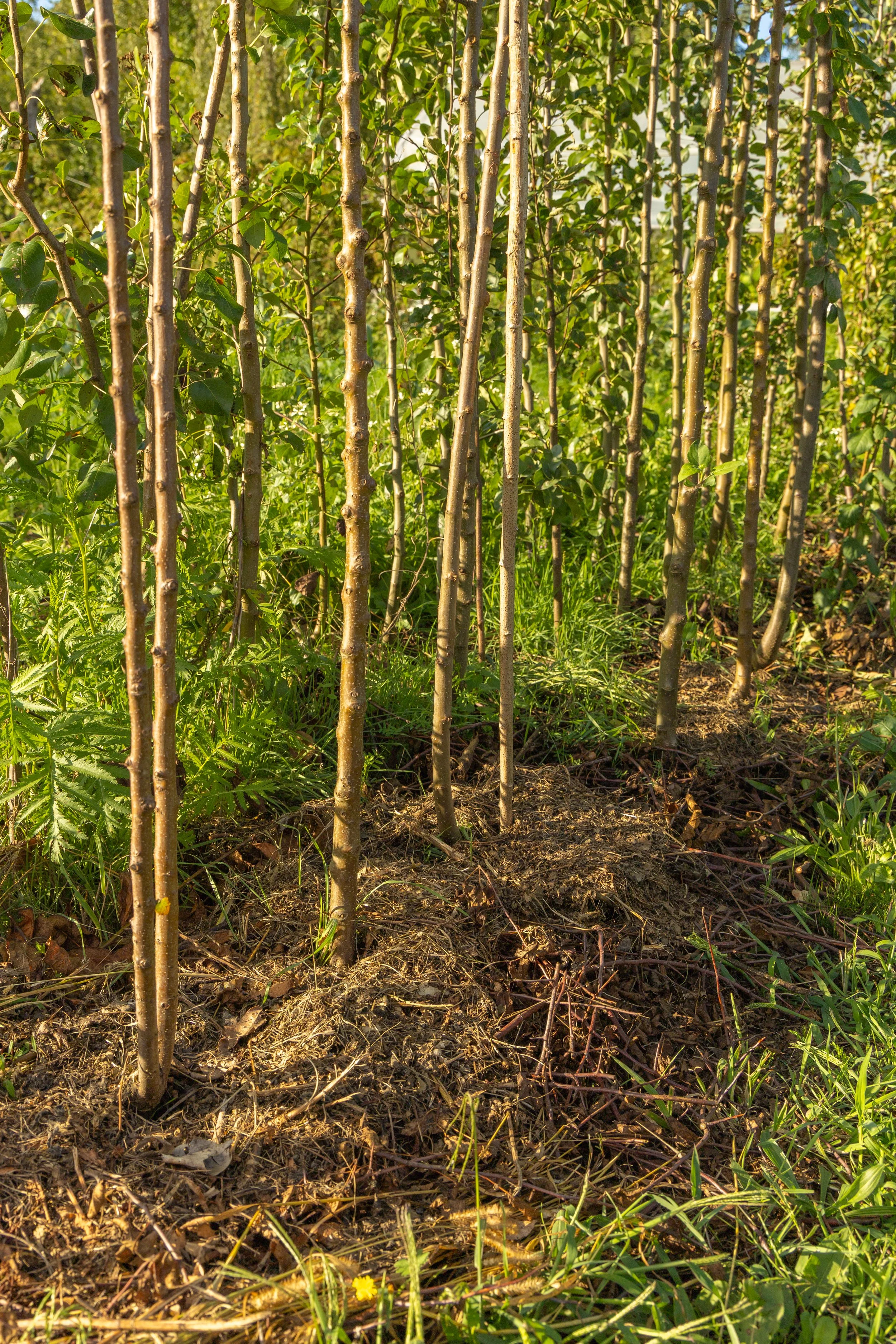 Fruit Tree Workshop