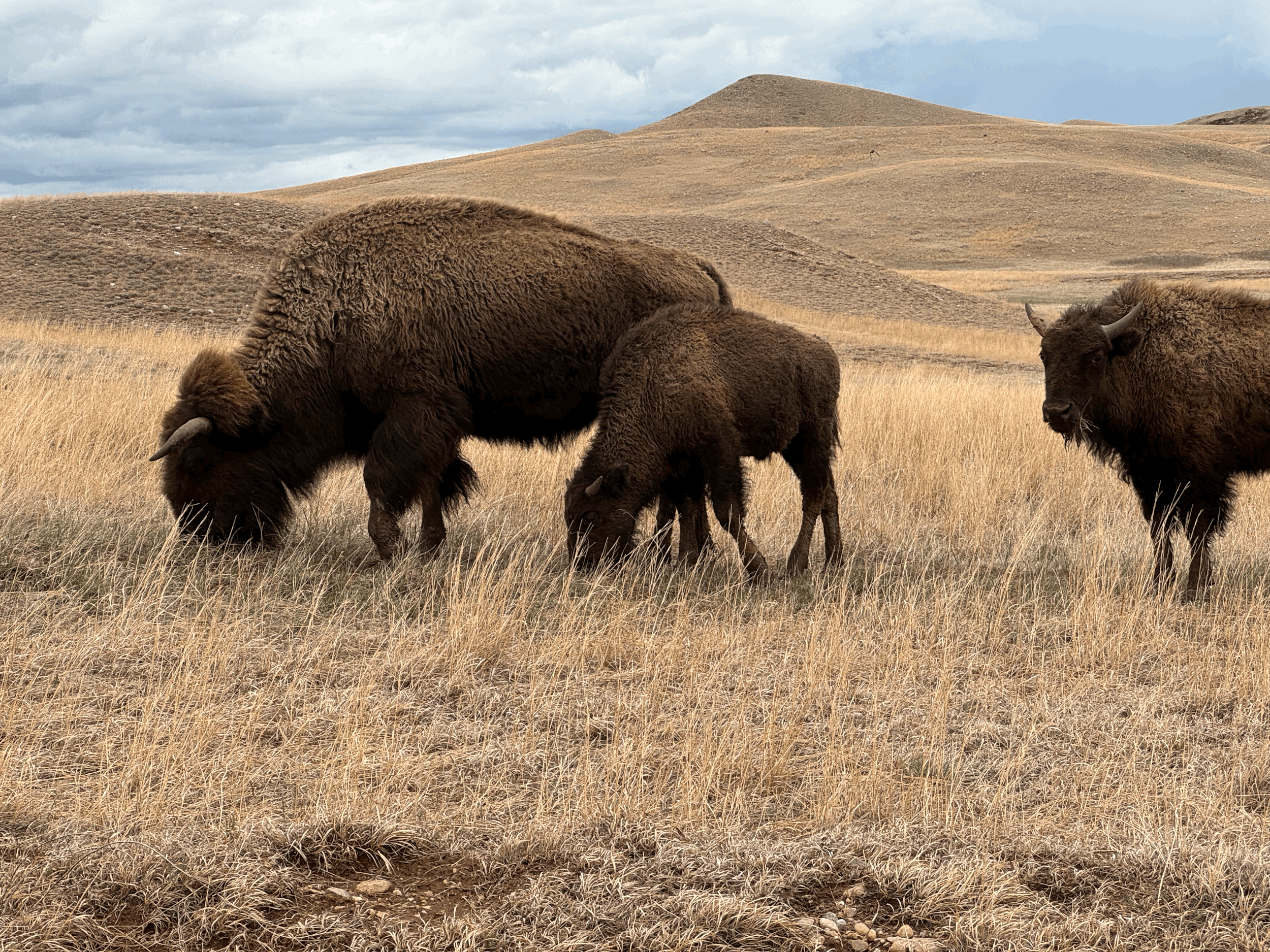 Threading the Needles at Custer State Park