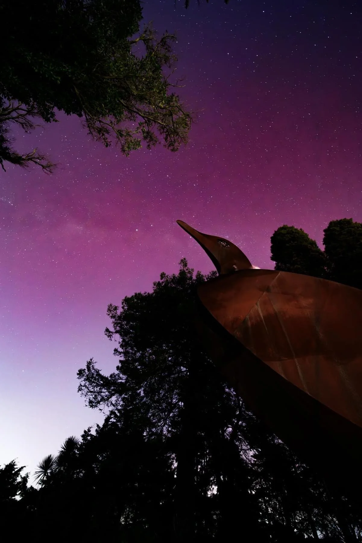 The Pied Shag at Harrier Park. Staring at the night sky and the Aurora Australis. Source: Jiarong Zhong