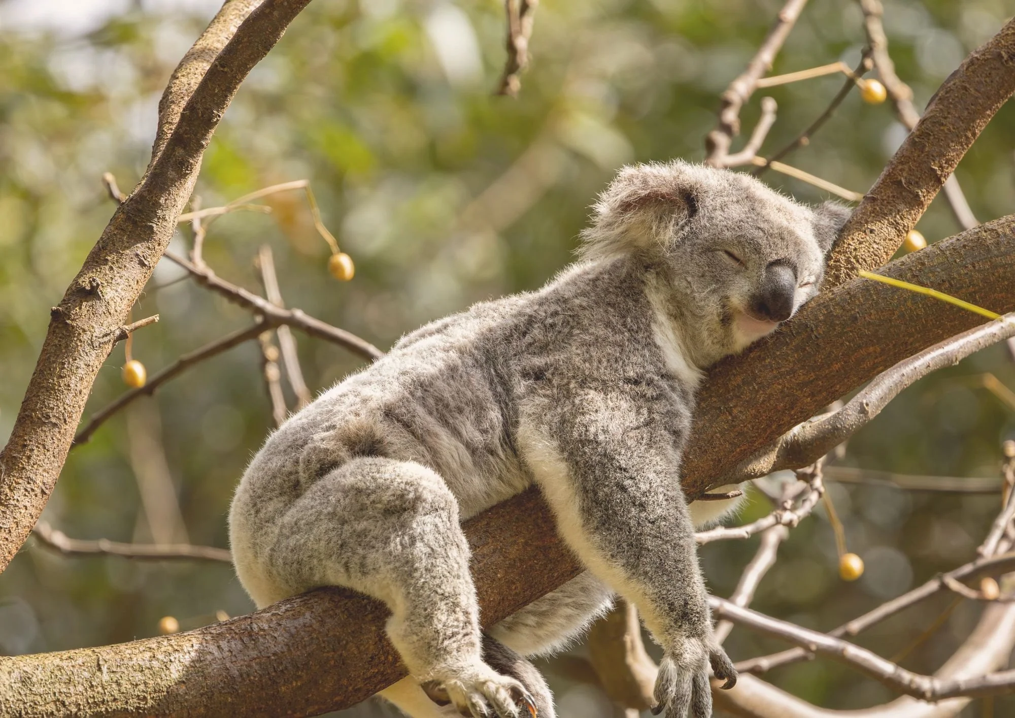 The Sleep Workshop - Sleep Reset Intensive with Hypnotherapy &amp; TRE