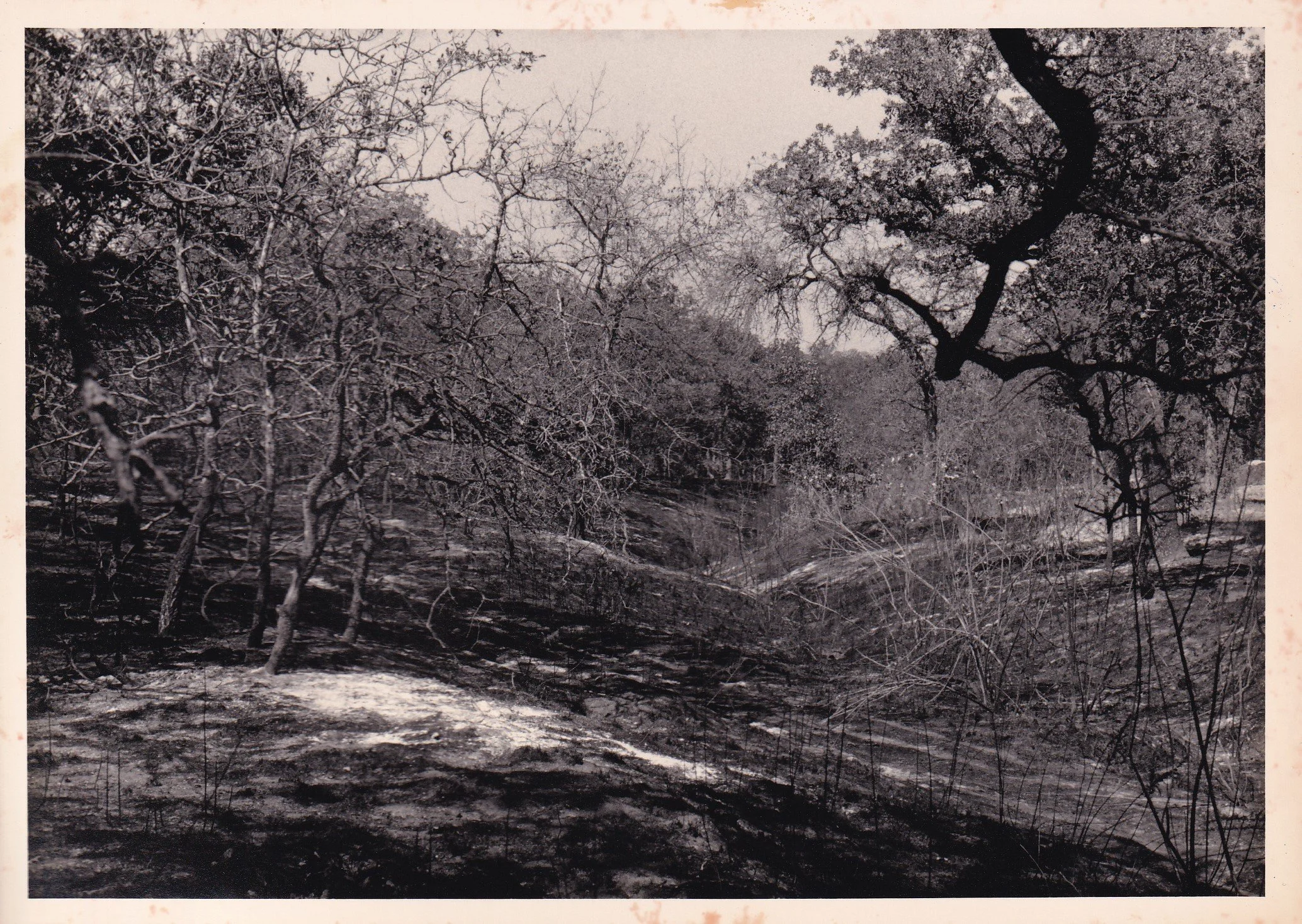 Brush FIre 9-25-89 CR 420-2.jpg