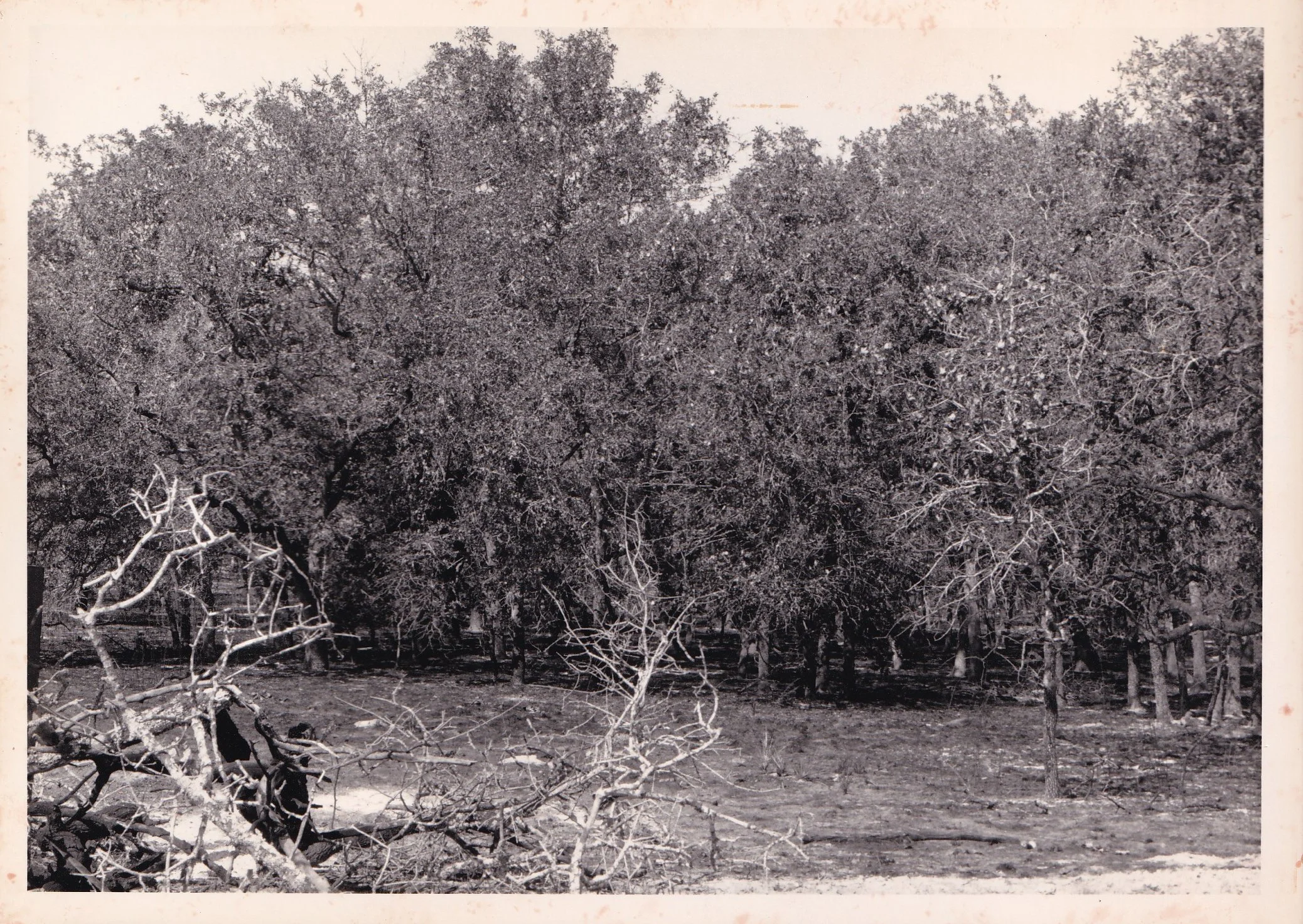 Brush fire 9-25-89 CR 420.jpg