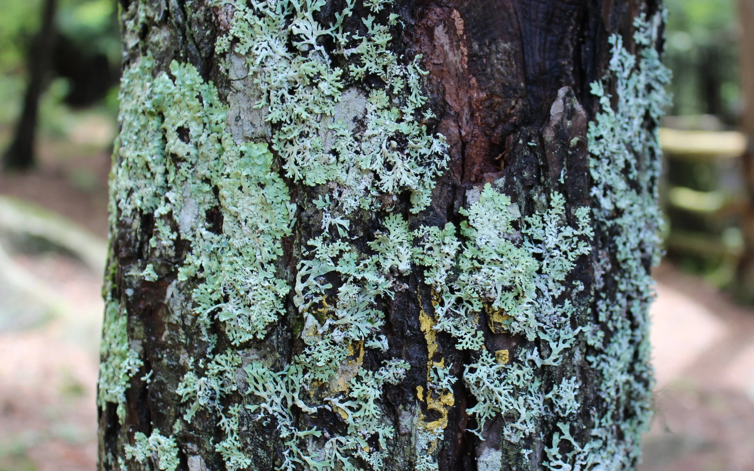 Lichens.jpg