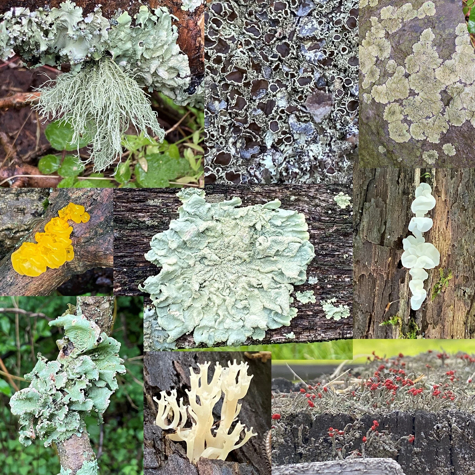 Lichens and Such - Cynthia Keler,
Best Symbiosis