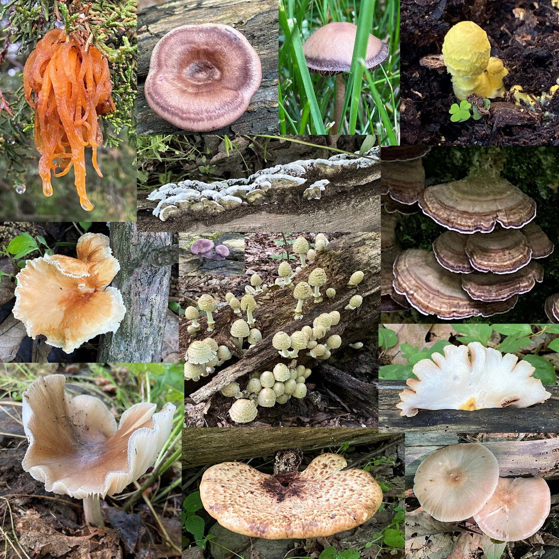 June Fungi - Cynthia Keler,
Best Fungus