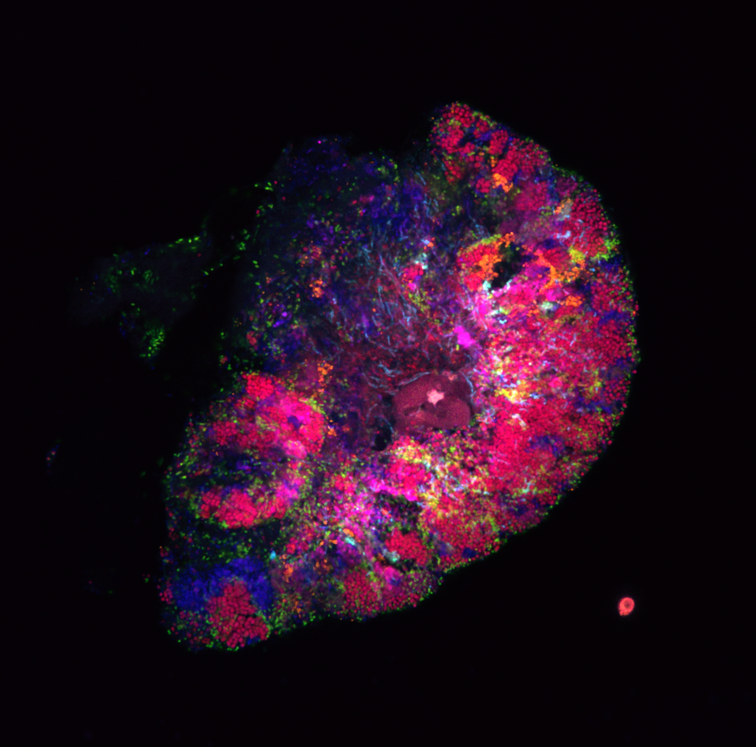 Tongue Consortium - Anthony McLean,
Best Bacteria