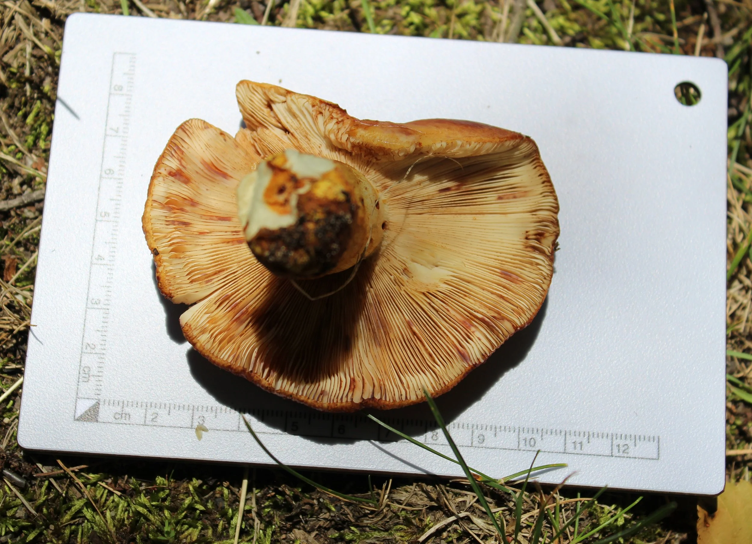 Fungus 5.jpg