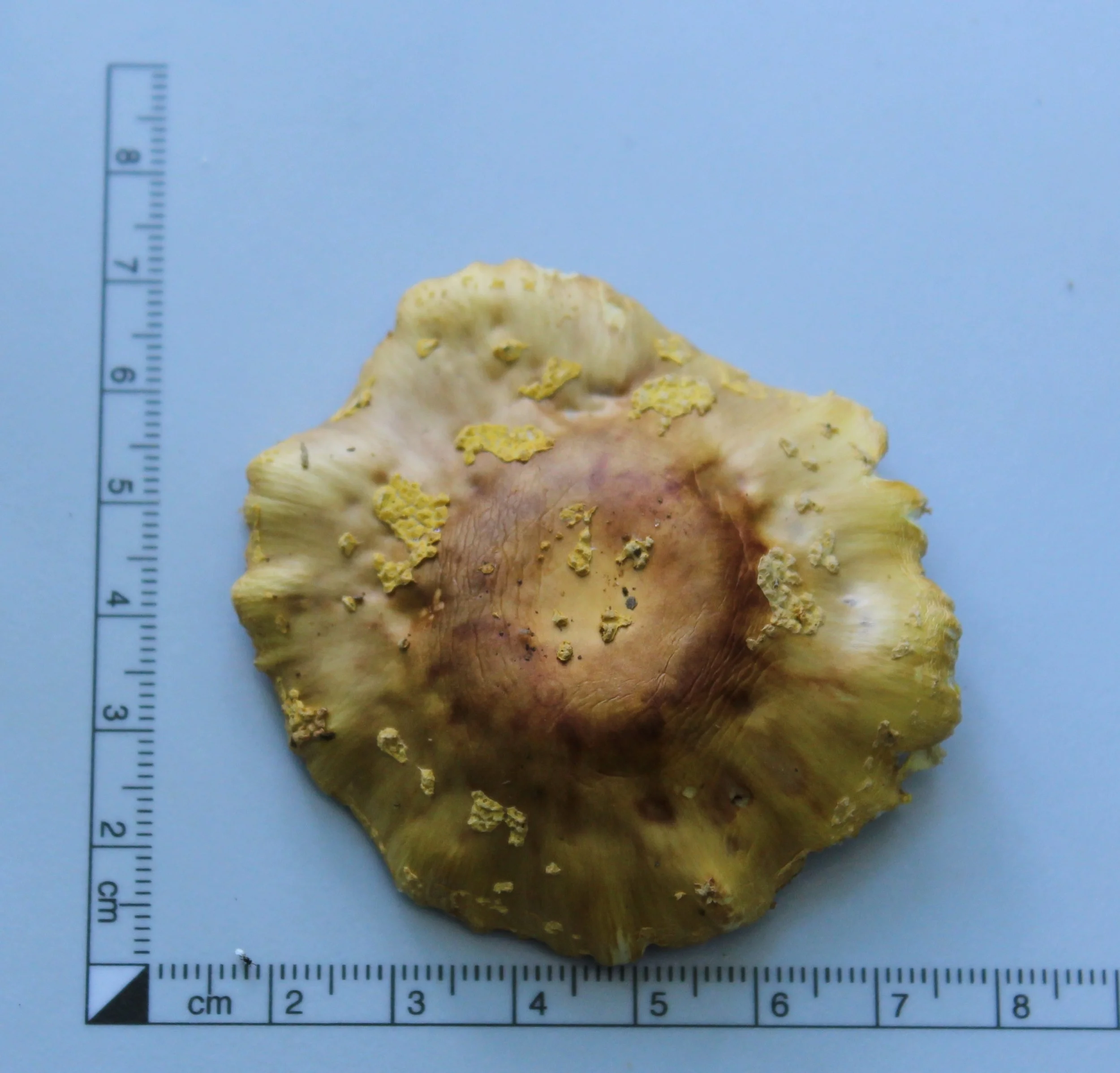 Fungus 4.jpg