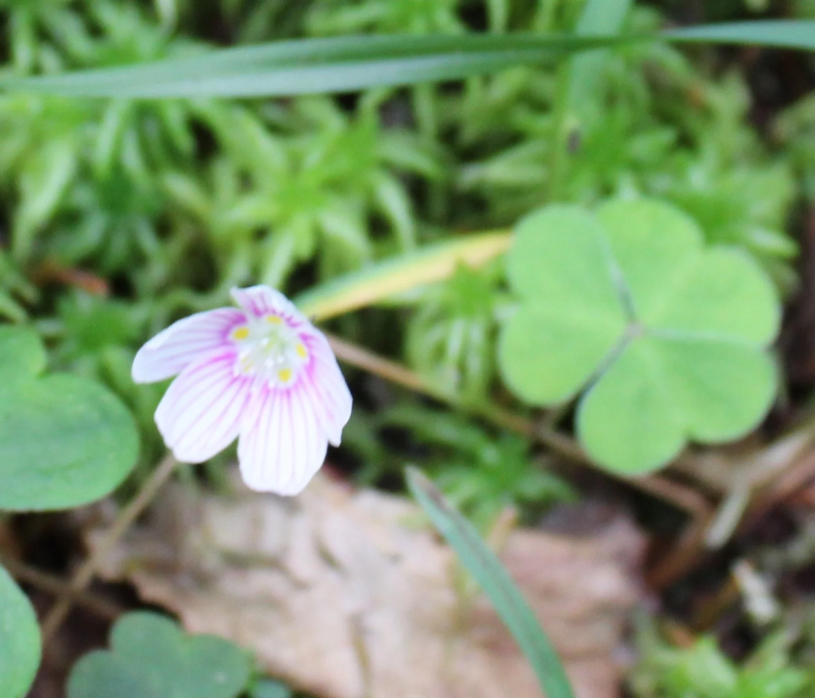 Wood Sorrel.jpg