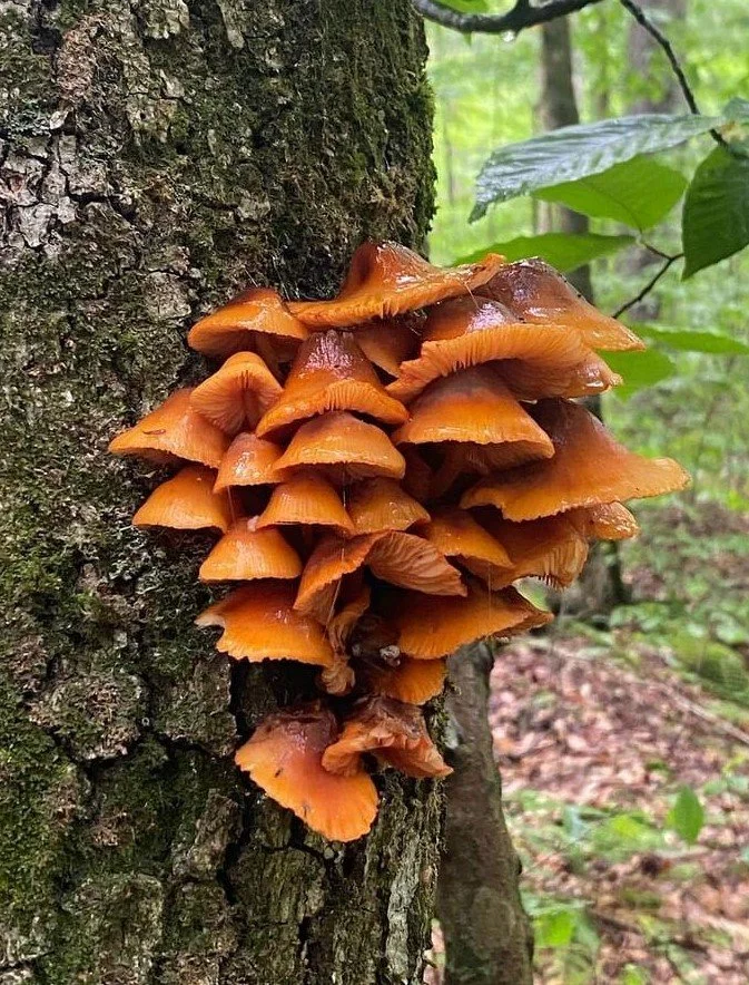 Microbe Walk 17.jpg