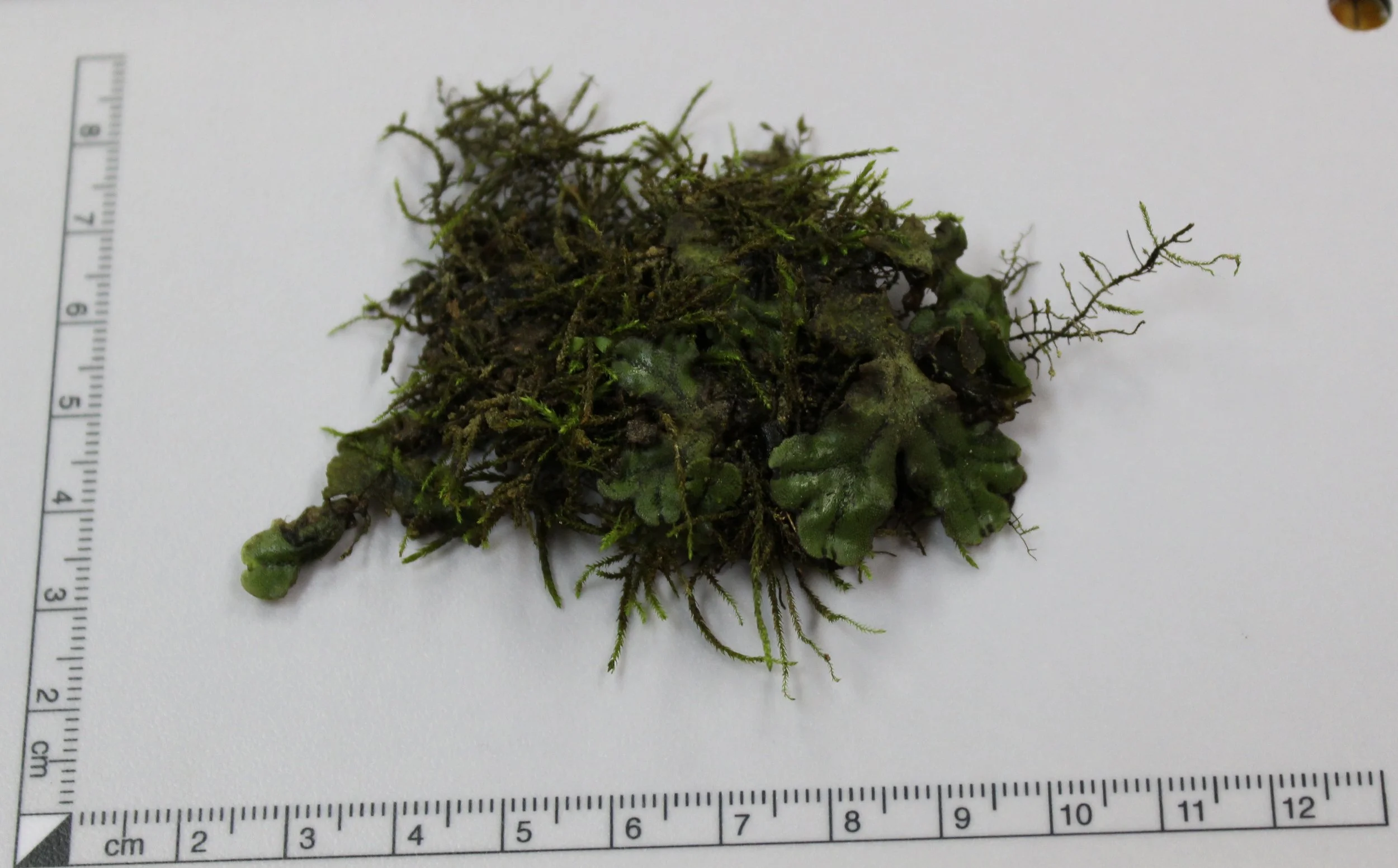 Liverwort 2.jpg