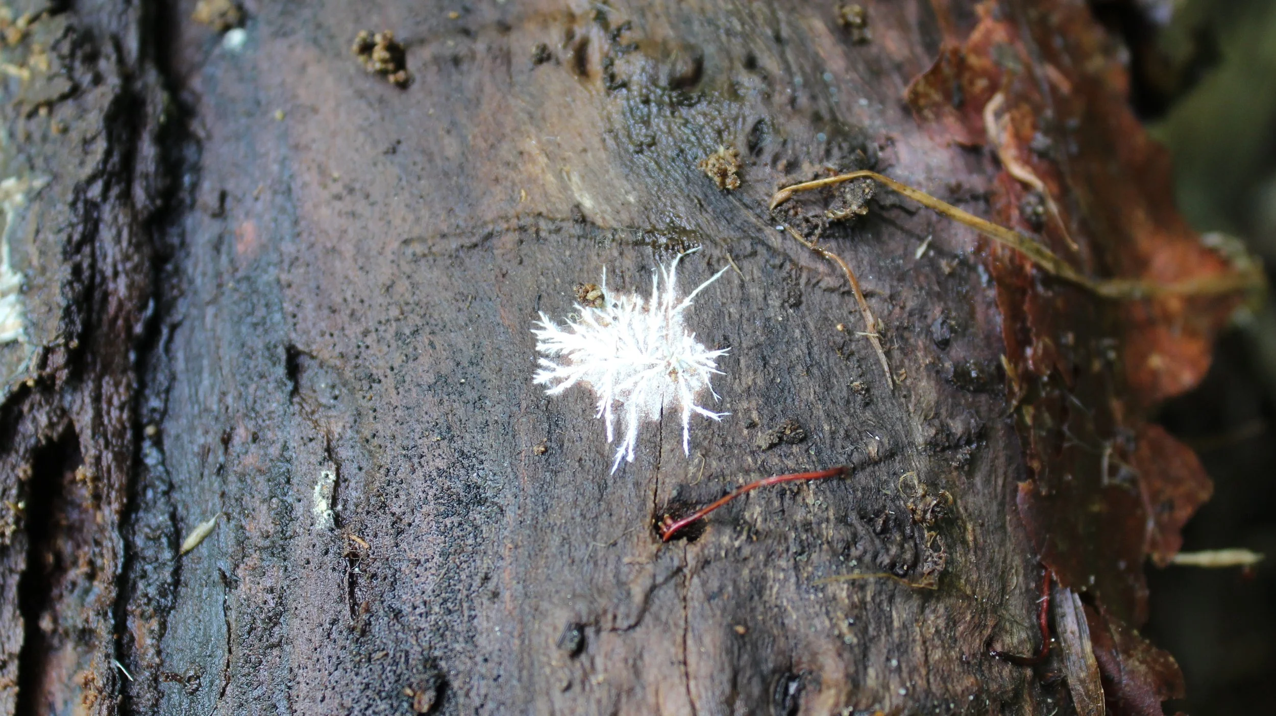 Mycelia.jpg