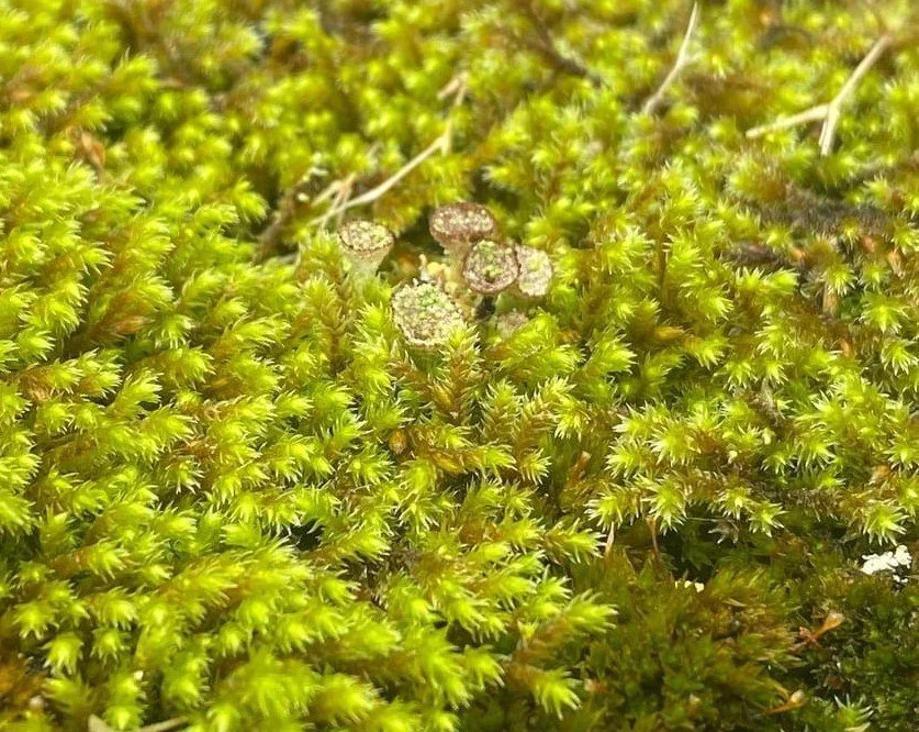 Microbe Walk 18.jpg