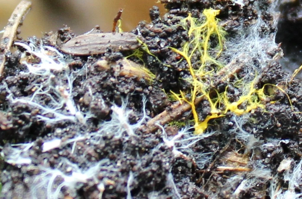 mycorhizae 2.jpg
