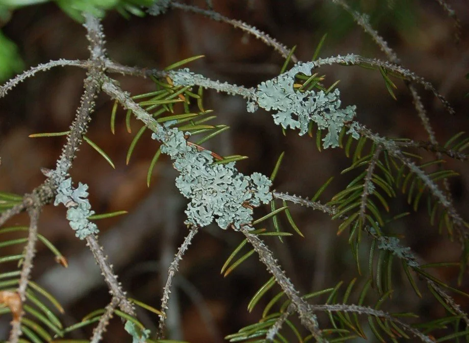Lichen.jpg