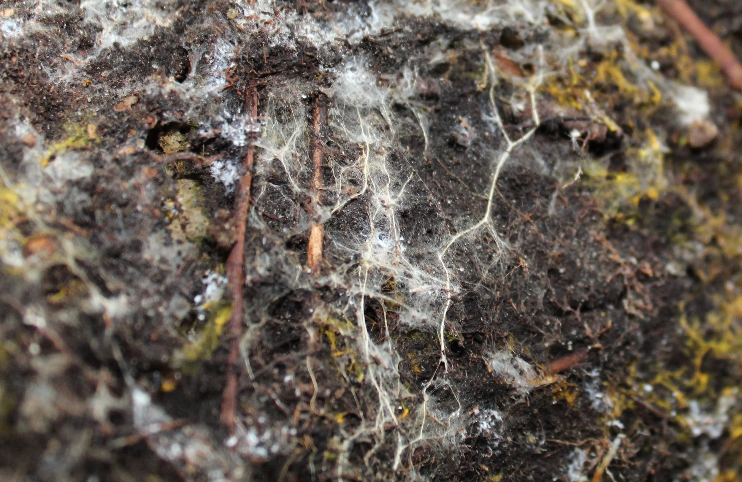 Mycelia.jpg