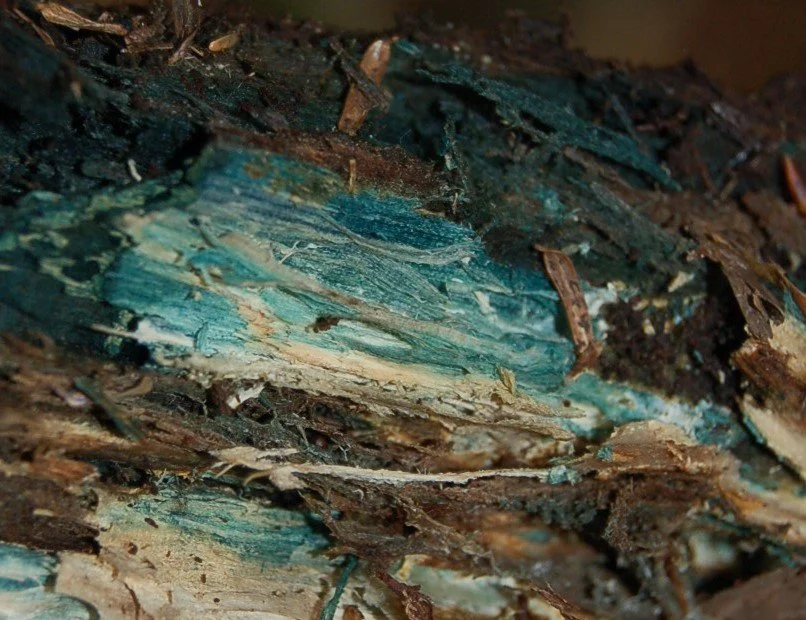 Blue Stain.jpg
