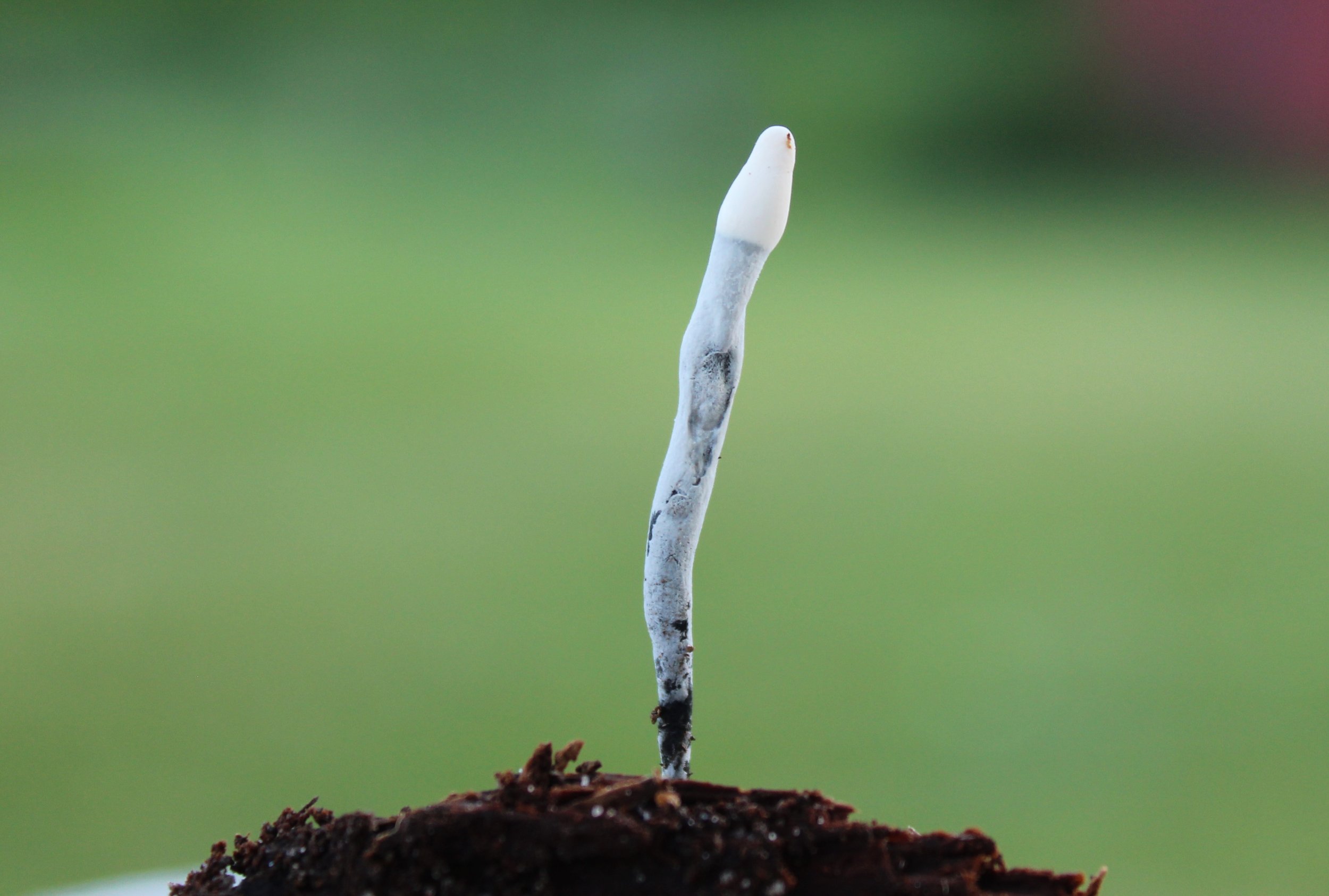 Little Stinkhorn.jpg