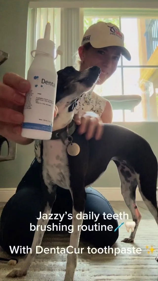 Join me for Jazzy’s daily toothbrushing routine with DentaCur toothpaste by @herbsforanimals_ β¨
Italian Greyhounds, like many dog breeds, are prone to cavities and tooth decay over time. You can get ahead of issues that may show up down the li