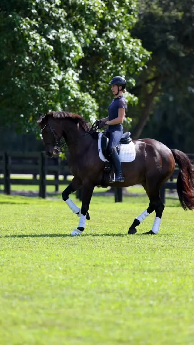 The sweetest most straightforward Grand Prix mare around π«Άπ»π
#forsale