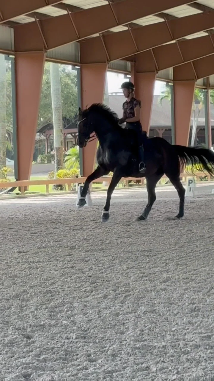 Edit: Sold to a wonderful home β€οΈ
Your Grand Prix professor is here πβ¨ Safe, sweet, and fabulously educated, this 14-year-old schoolmaster has over 15 Grand Prix starts and a heart of gold. She’s the perfect partner to learn, show, and shine