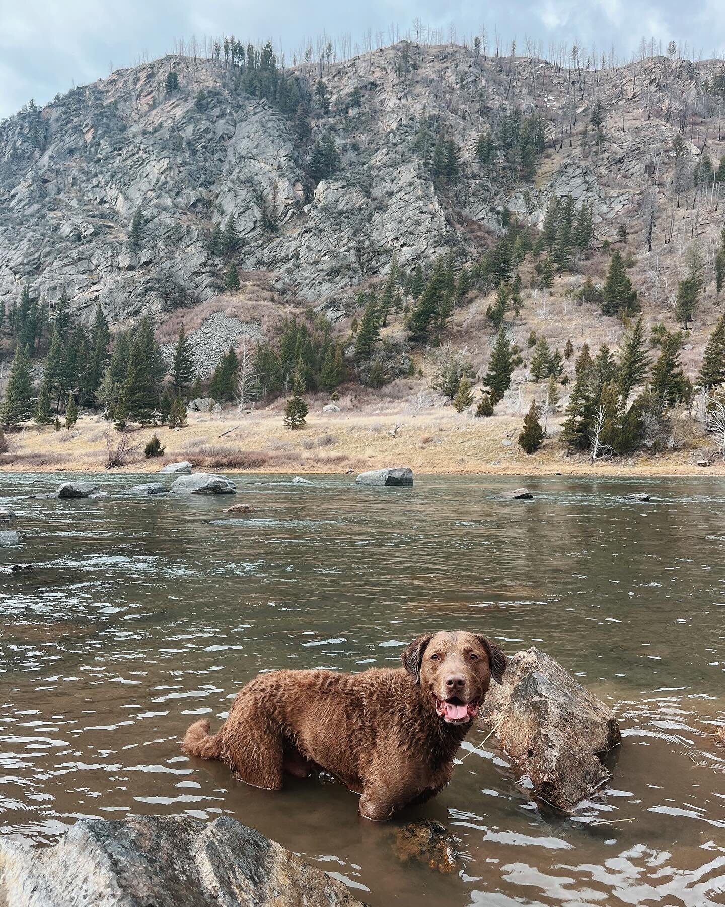 Wally, the #chesapeakebayretriever , in his natural habitat &amp; he couldn&rsquo;t be more happy!💗🐾