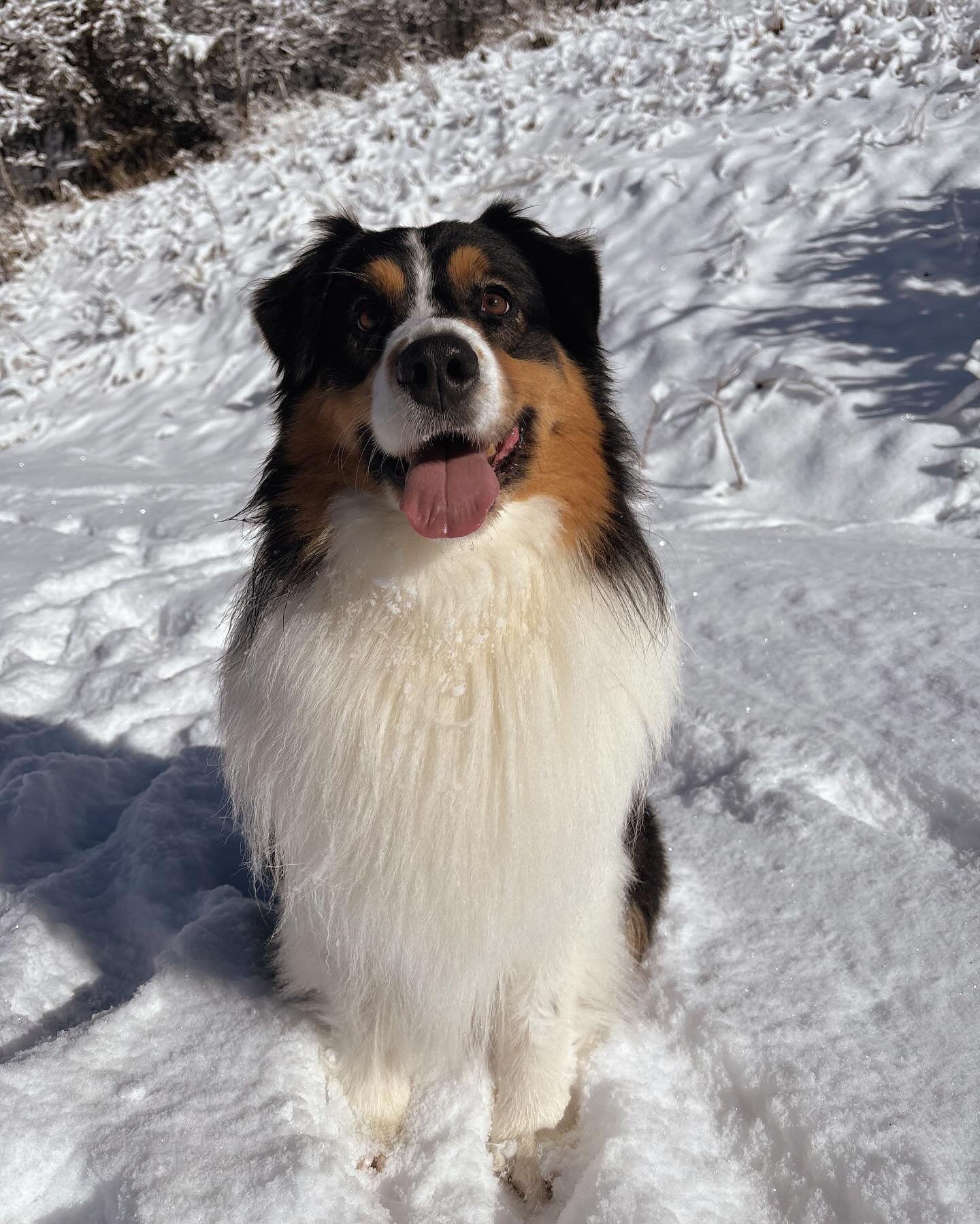 Edit the OG🩷 This handsome Australian Shepherd was the very first pack hike pup! He has been going on adventures with me for two years but has been part of my pack for four years! He has seemingly endless energy &amp; the hikes have given him an out