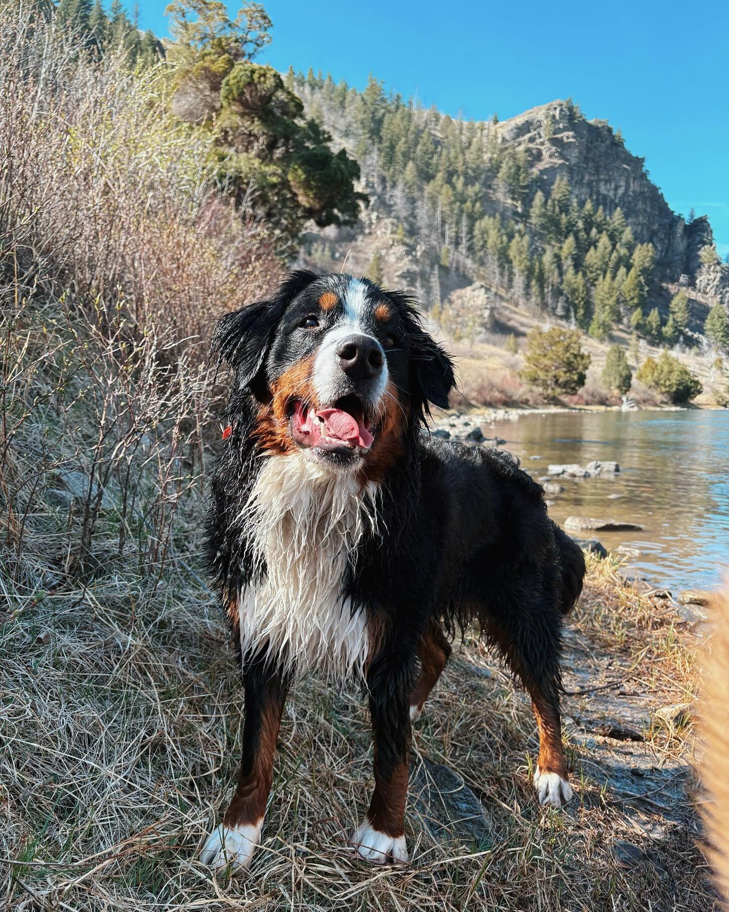 Creating some water dogs! Ridley #bernesemountaindog , Mini #norwichterrier , &amp; Bogie #bordercollie all learned how to swim by watching the other pack members do it🩷🌊
