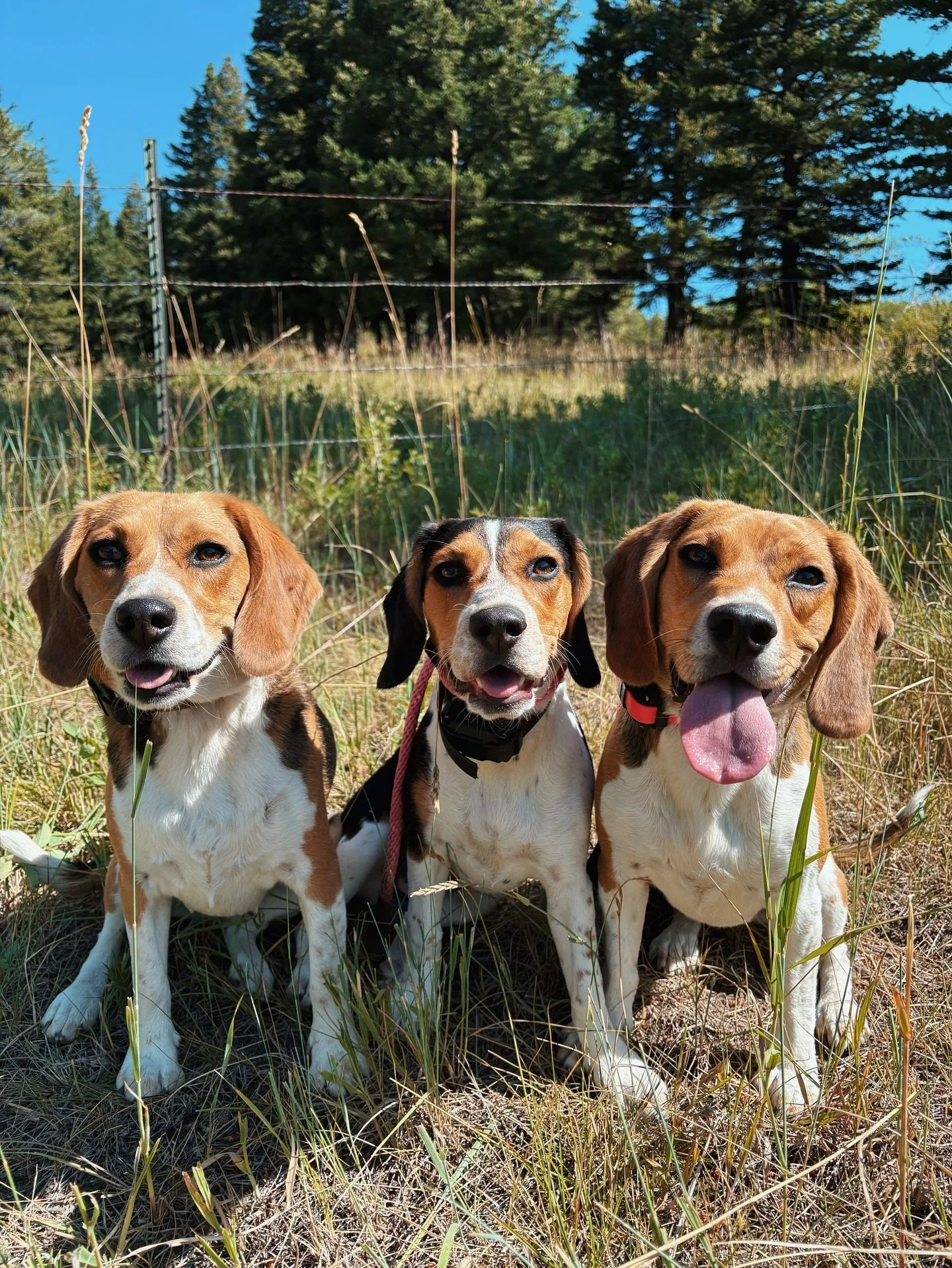 Three adorable + well trained Beagle sisters! 🐾

Bourbon, Kahlua, and Rummi have all graduated from puppy class and successfully completed off leash training. It&rsquo;s always such a joy to see owners invest in early training! It sets a strong foun