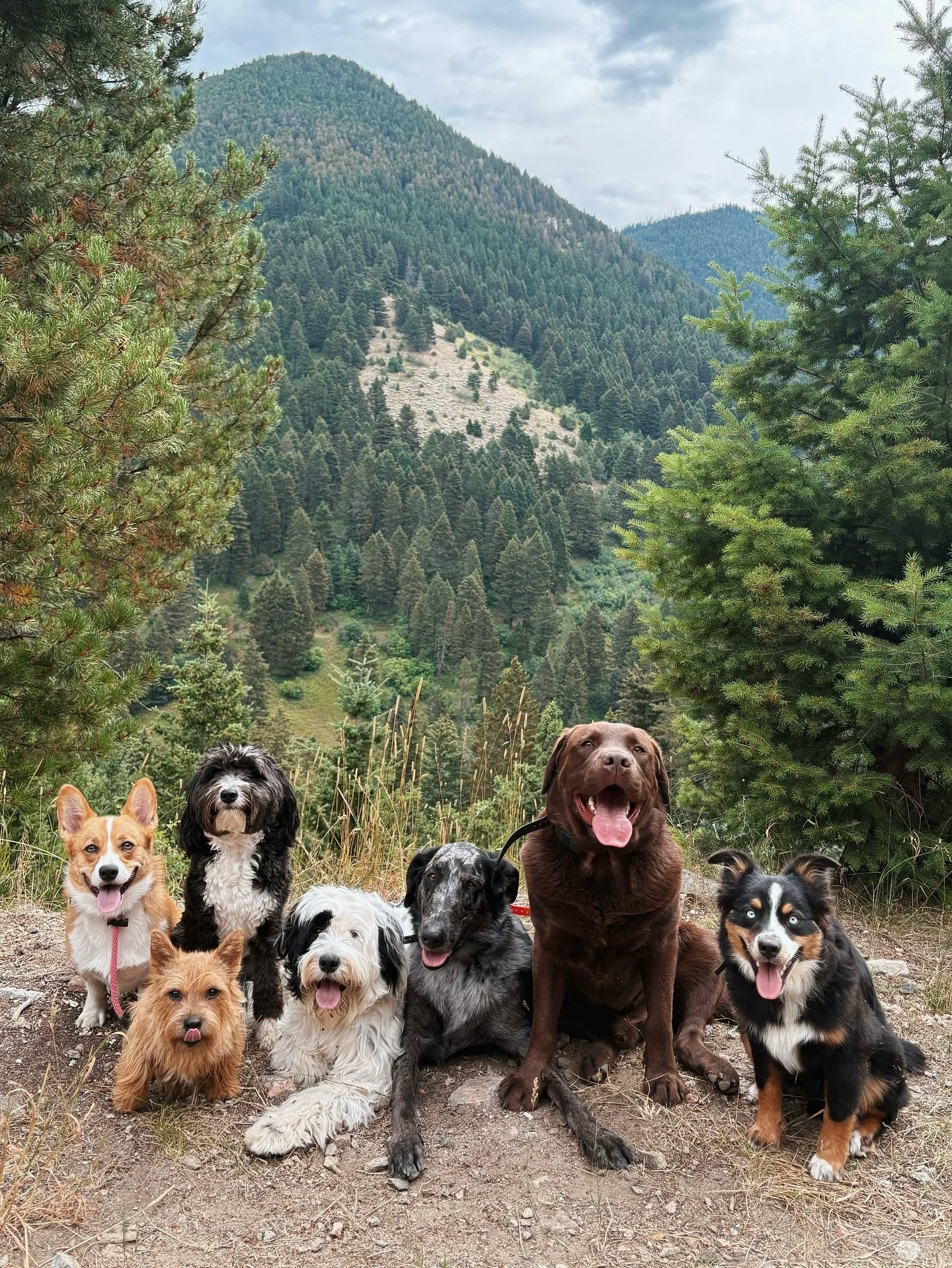 Nothing beats a hike with this pack! 🩷🐾