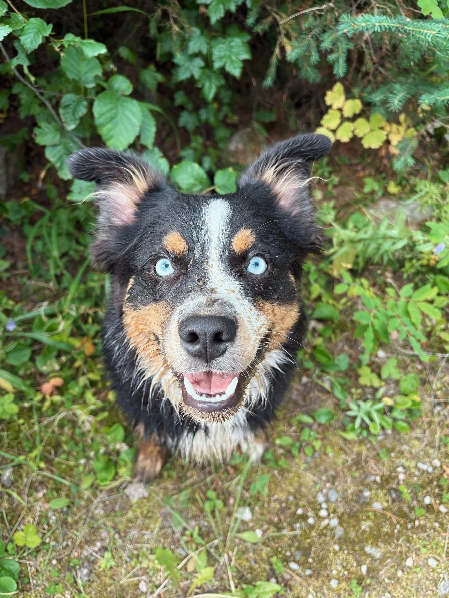 Handsome Koda is officially the newest @blackdiamondk9 graduate! 🎓 
It&rsquo;s been amazing to watch Koda&rsquo;s confidence blossom from his days in puppy class to the incredible progress he&rsquo;s made during his board &amp; train. He was an abso