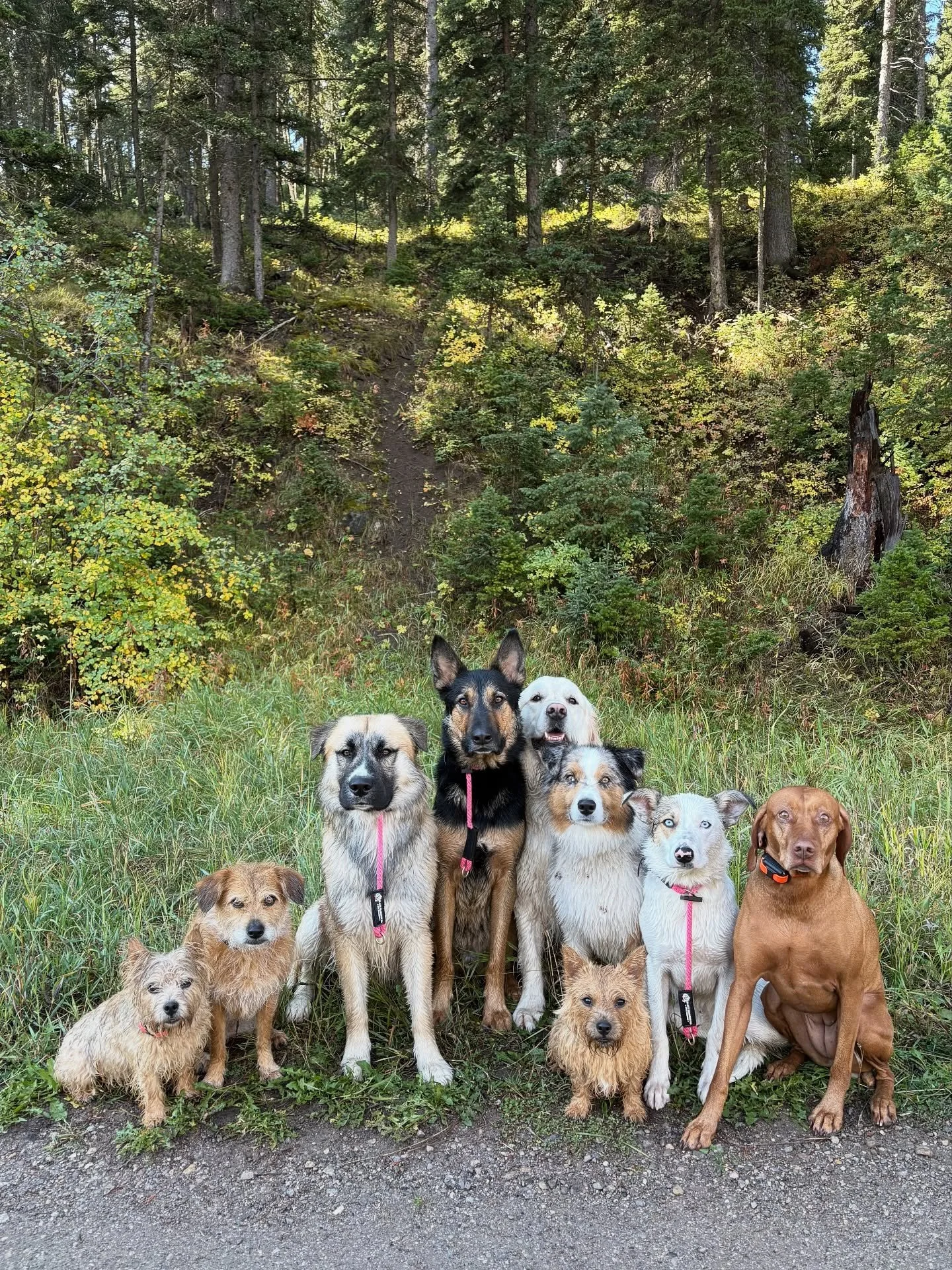 Someone forgot to tell Mac we were doing serious faces for pack photo today😹